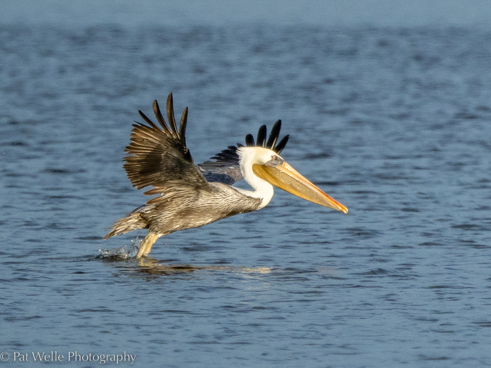 Brown Pelican