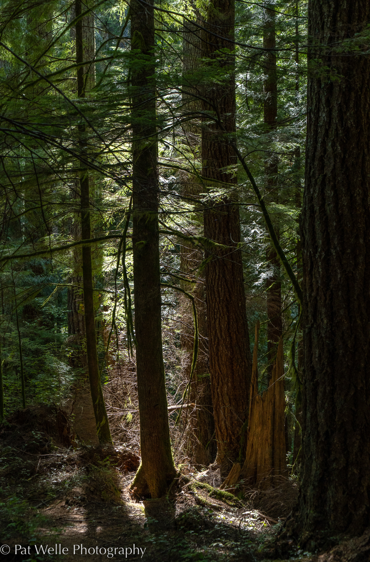 A Wilderness Hike