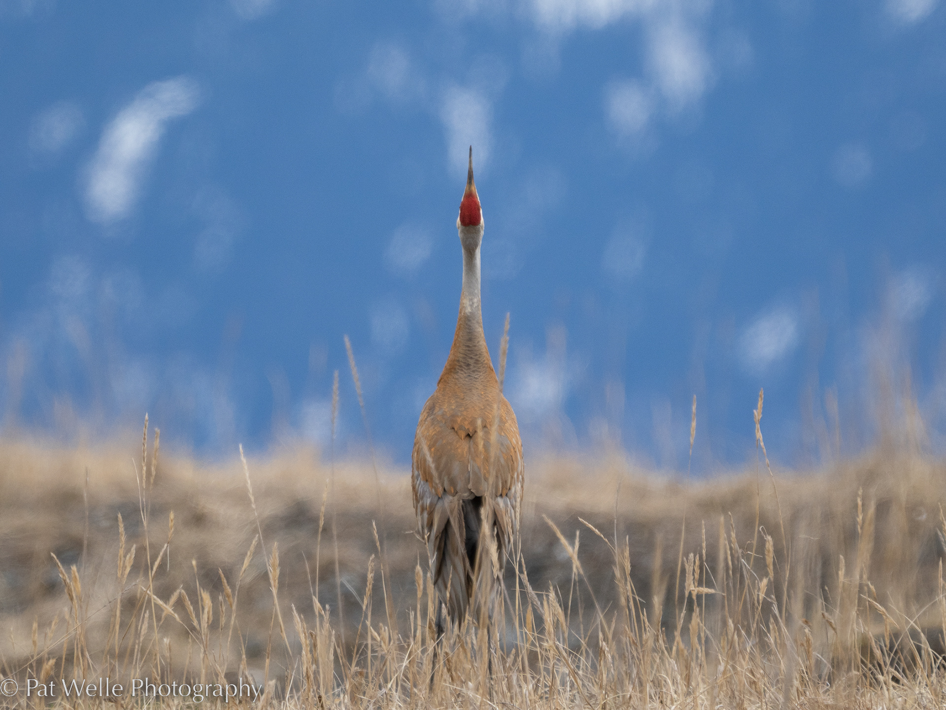 Sandhill Crane