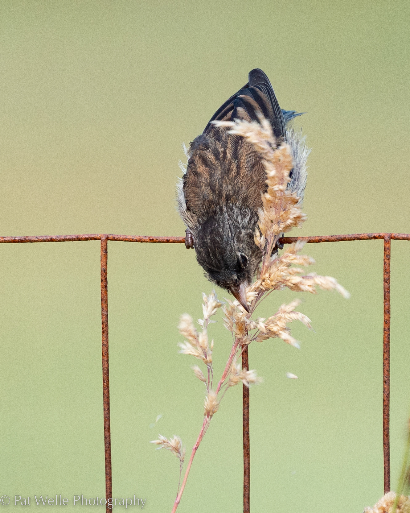 House Sparrow