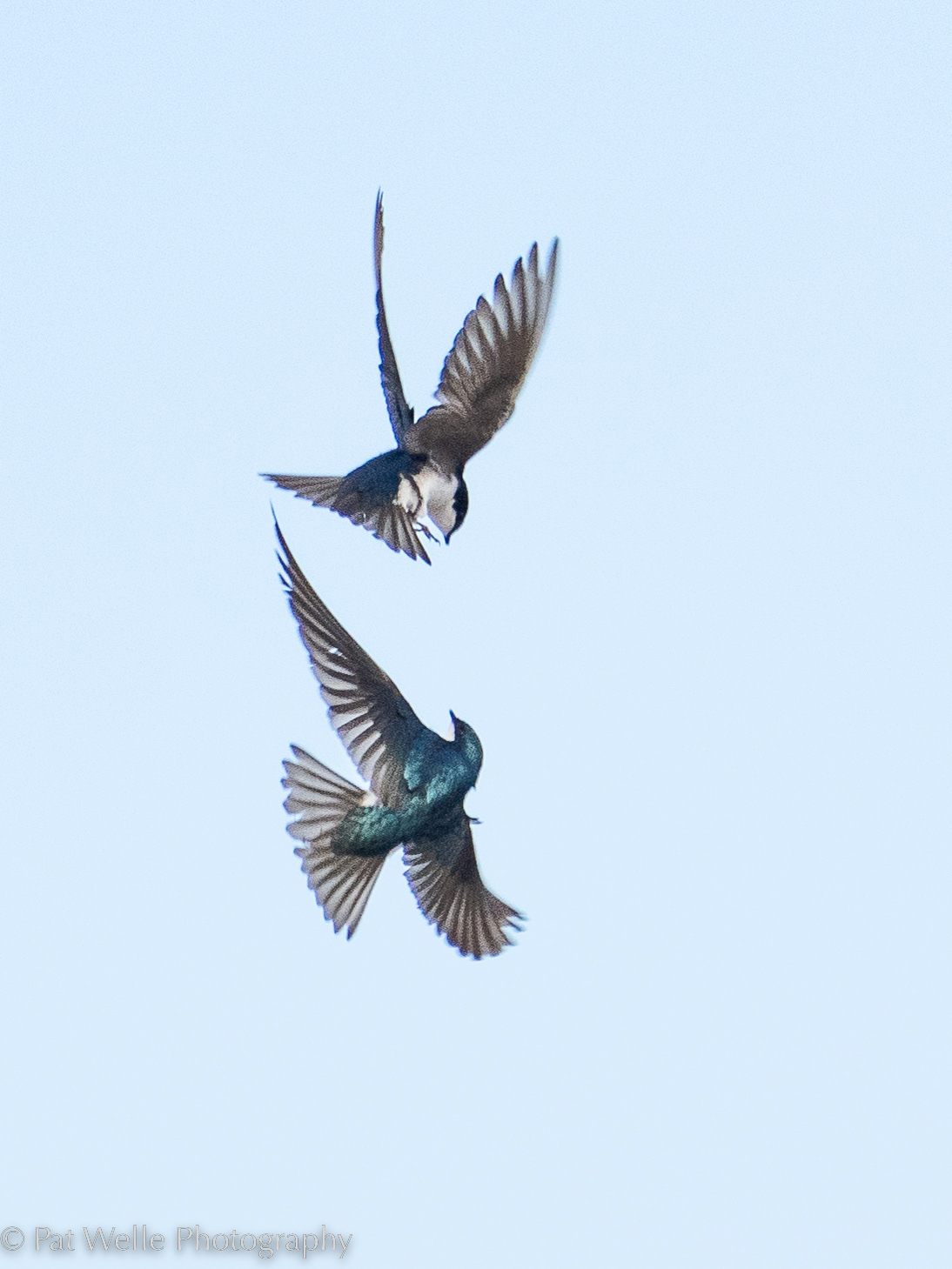 Tree Swallows