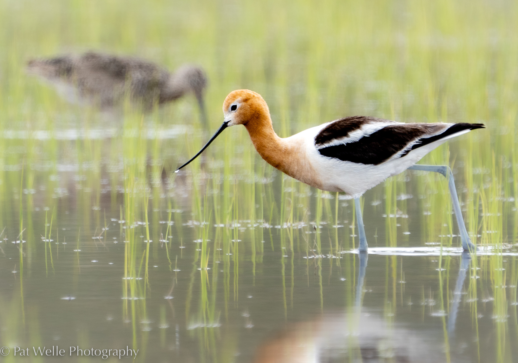 Avocet