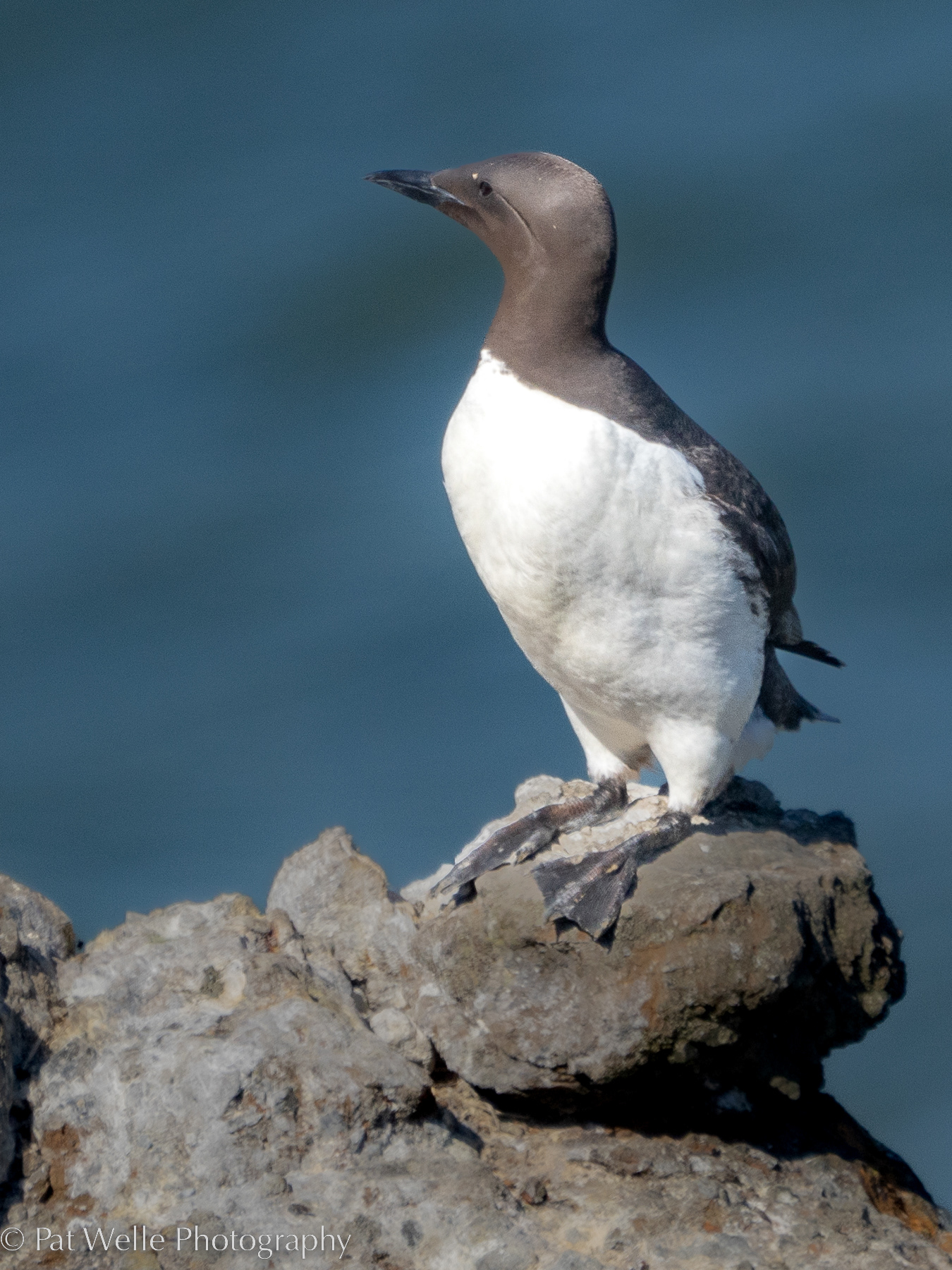 Common Murre