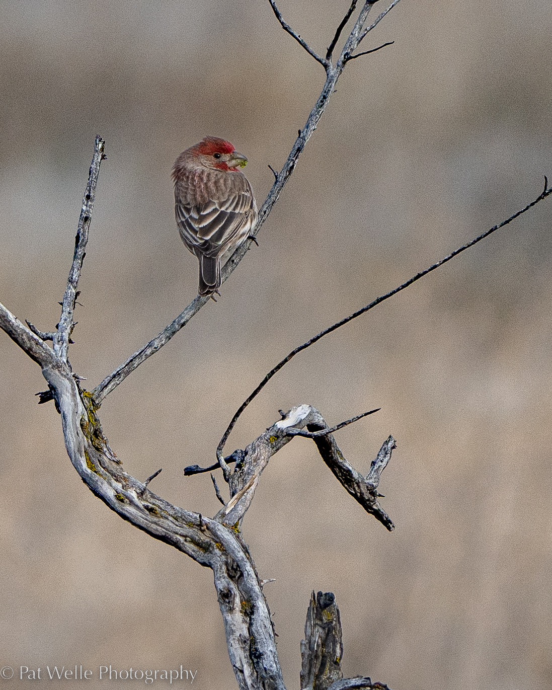 House Finch