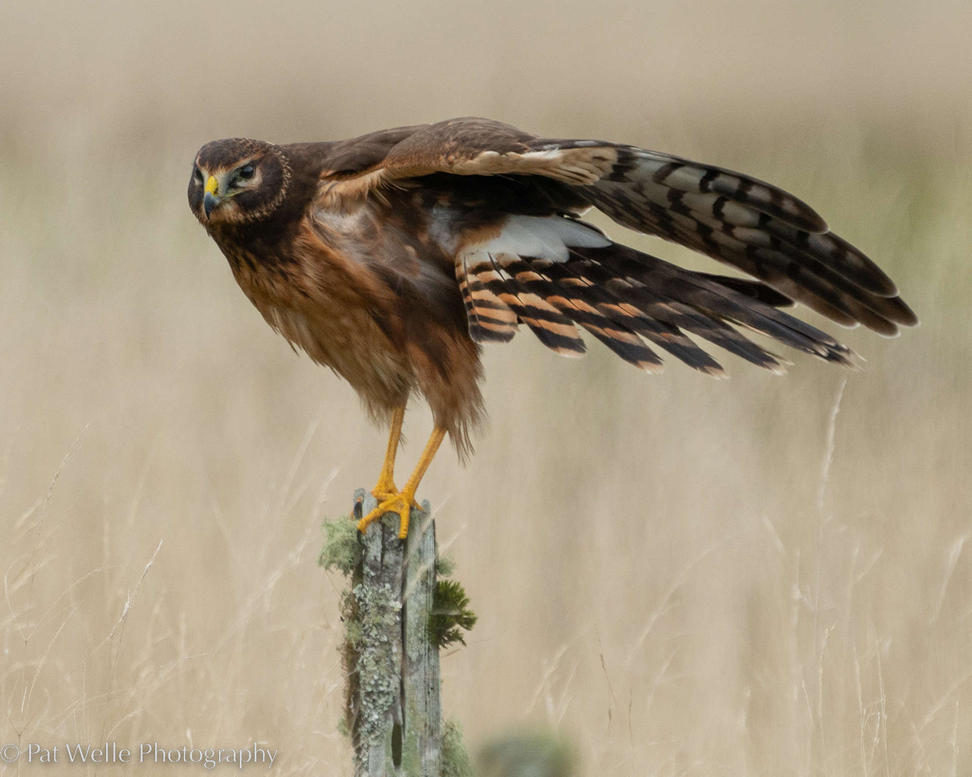 Northern Harrier