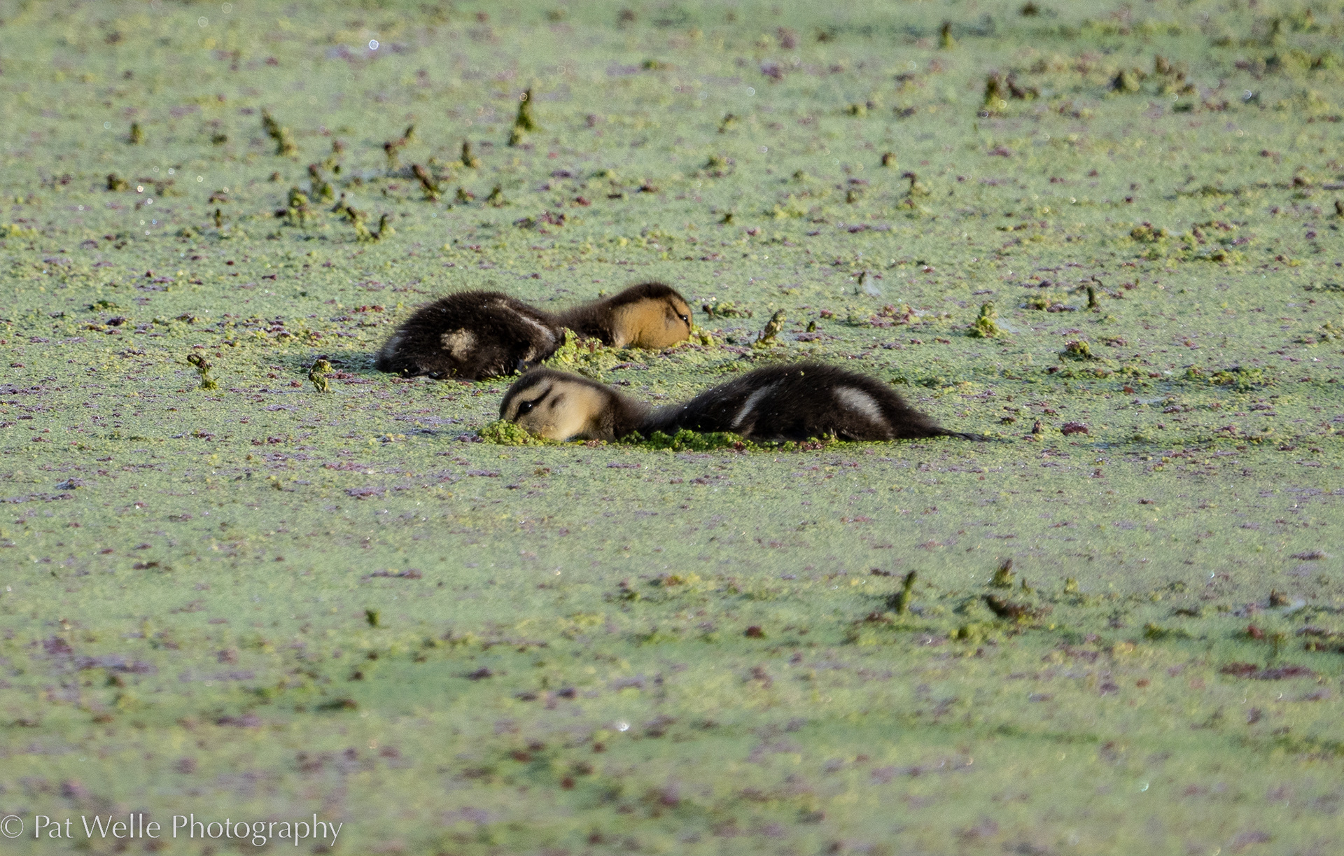 Young Feeding