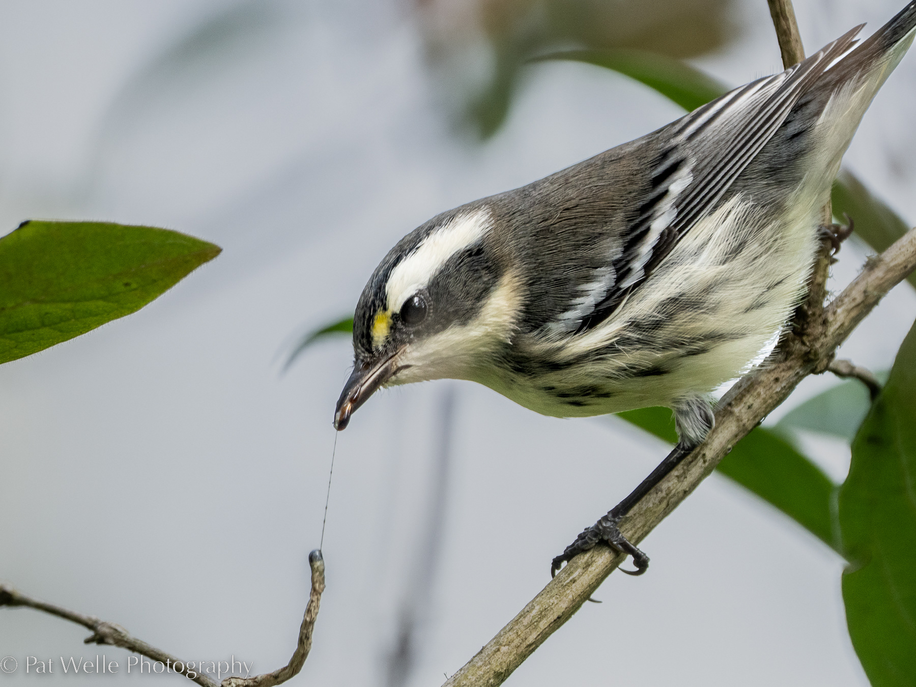Black-throated Gray Warbler