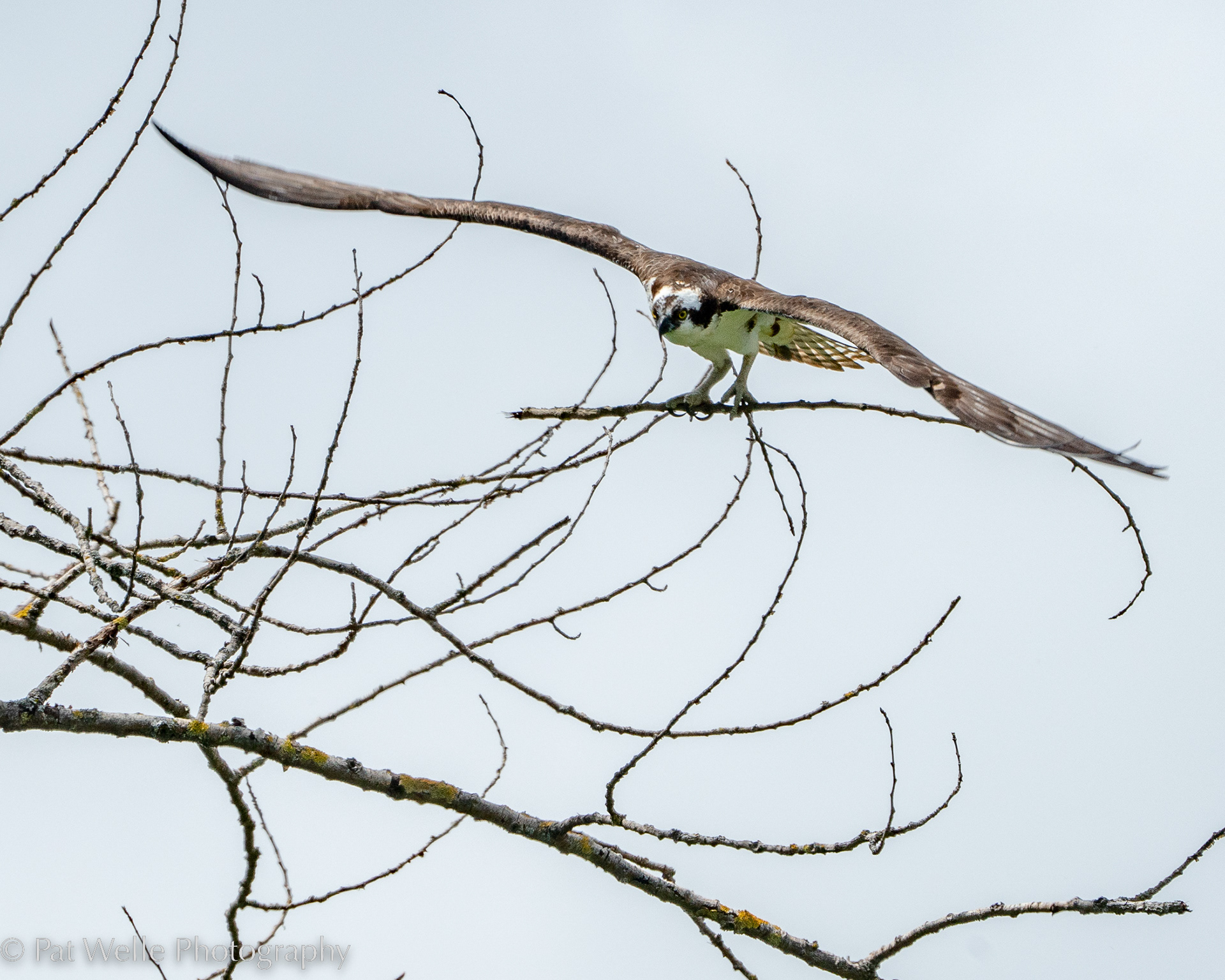Osprey