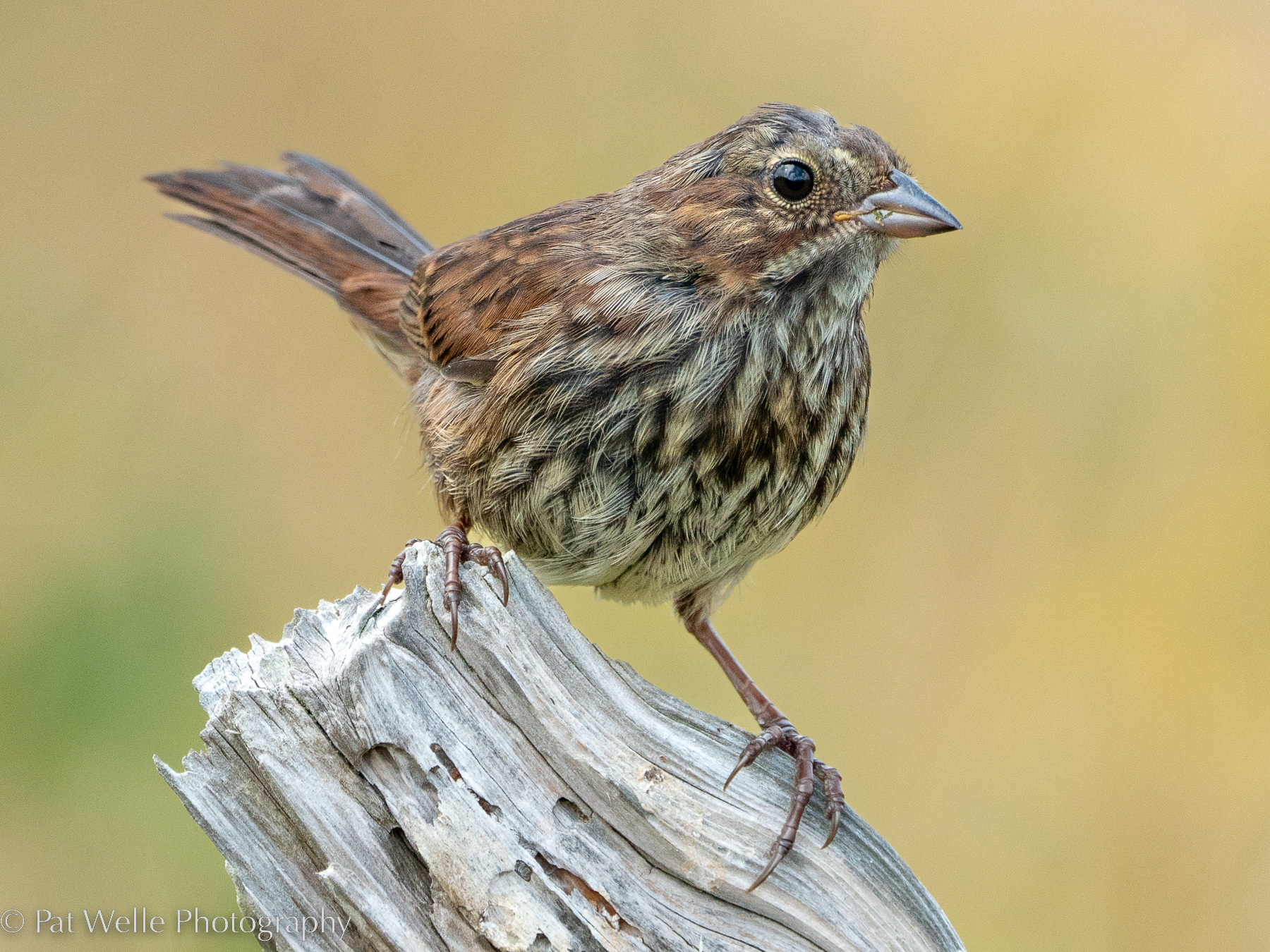 Song Sparrow