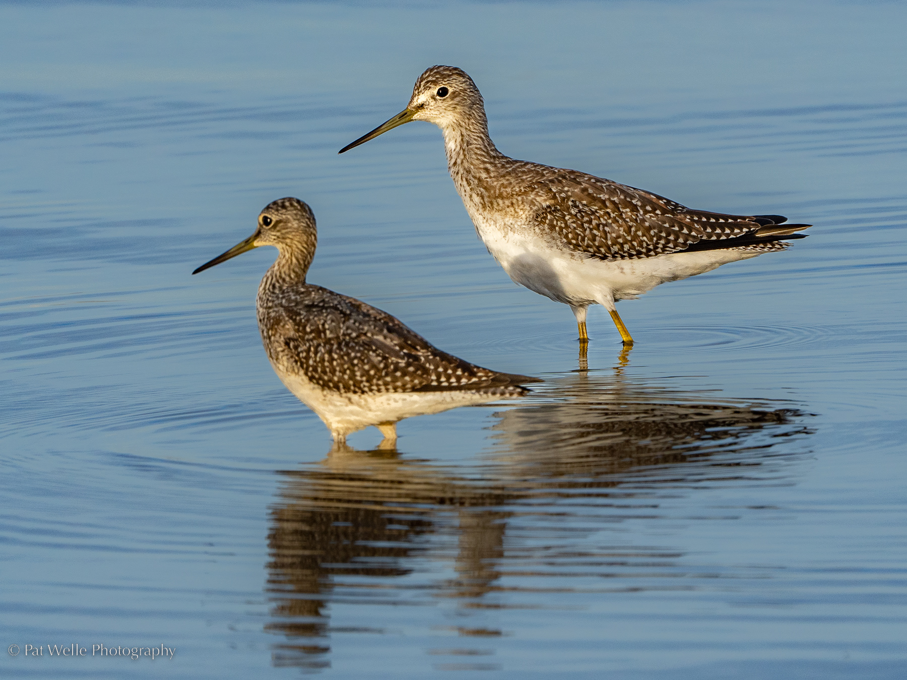 Greater Yellowlegs