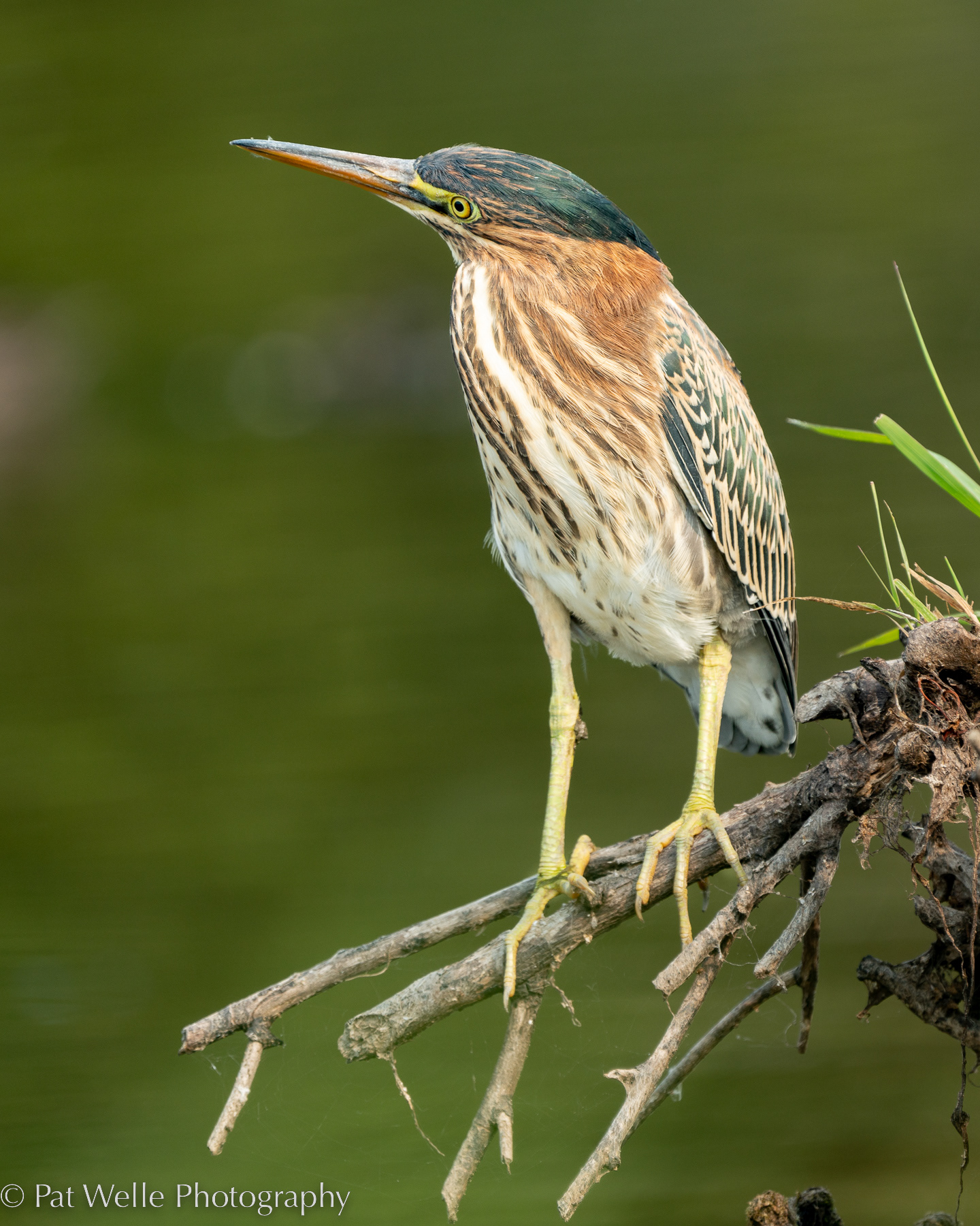 Green Heron