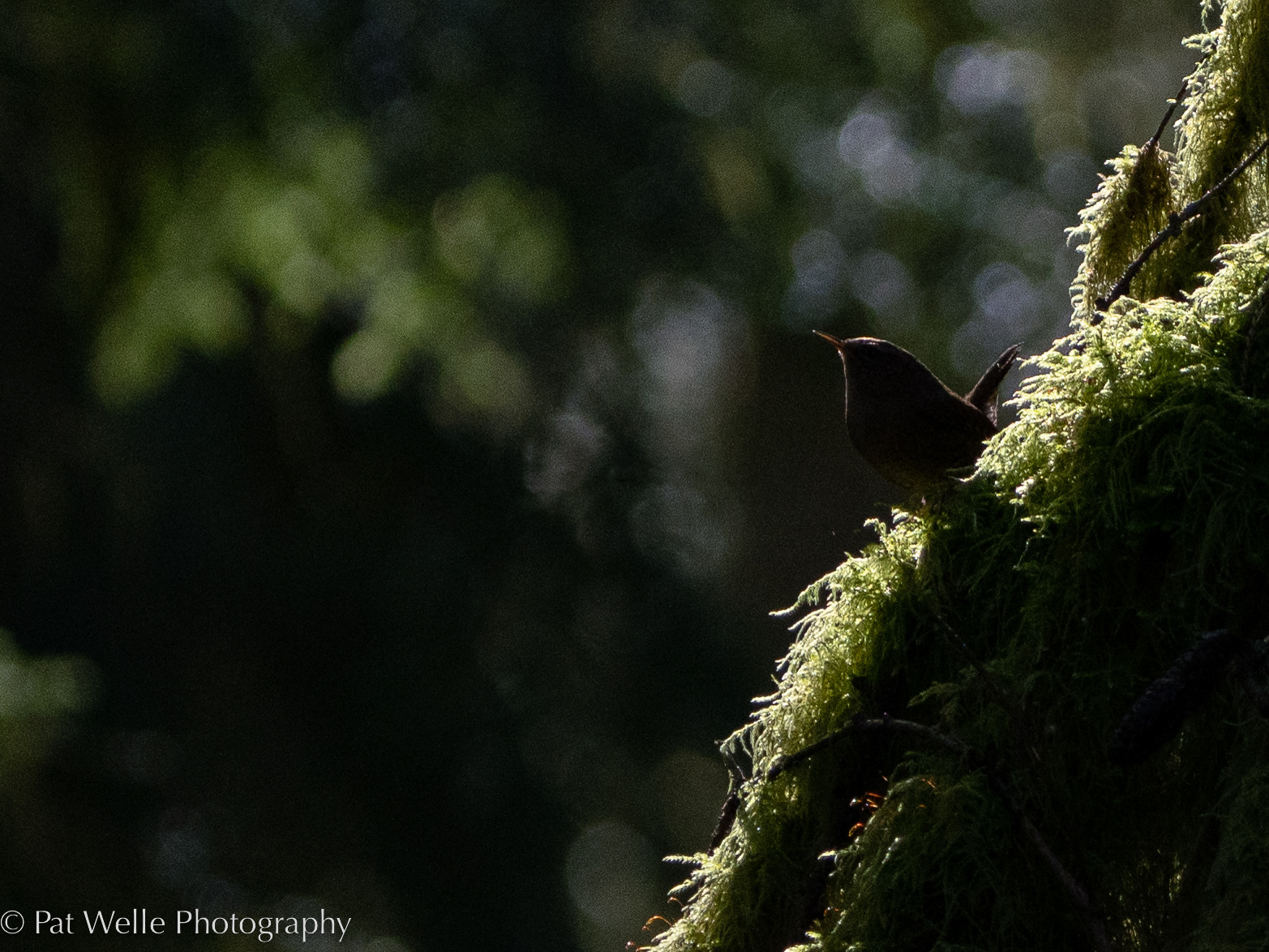 Pacific Wren