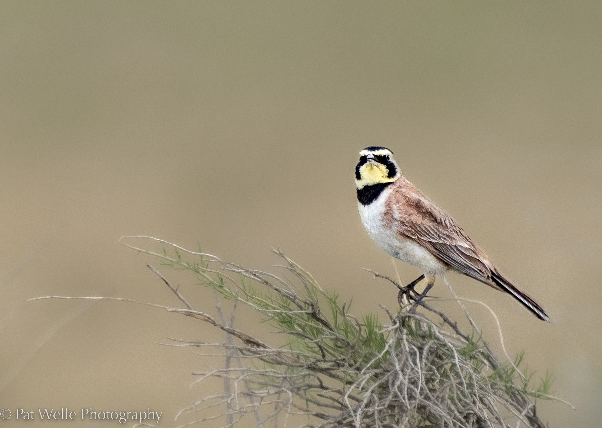 Horned Lark
