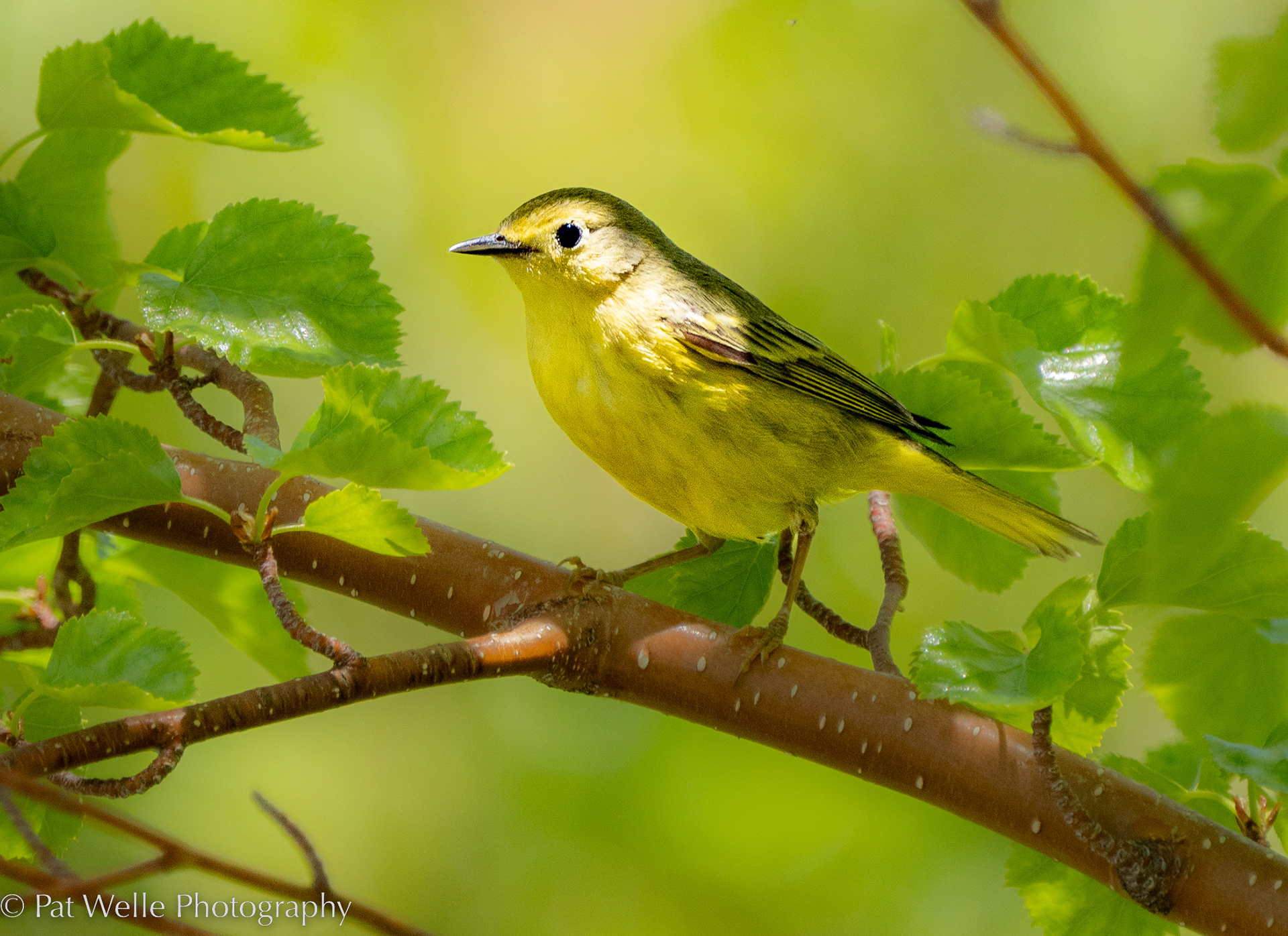 Orange-crowned Warbler