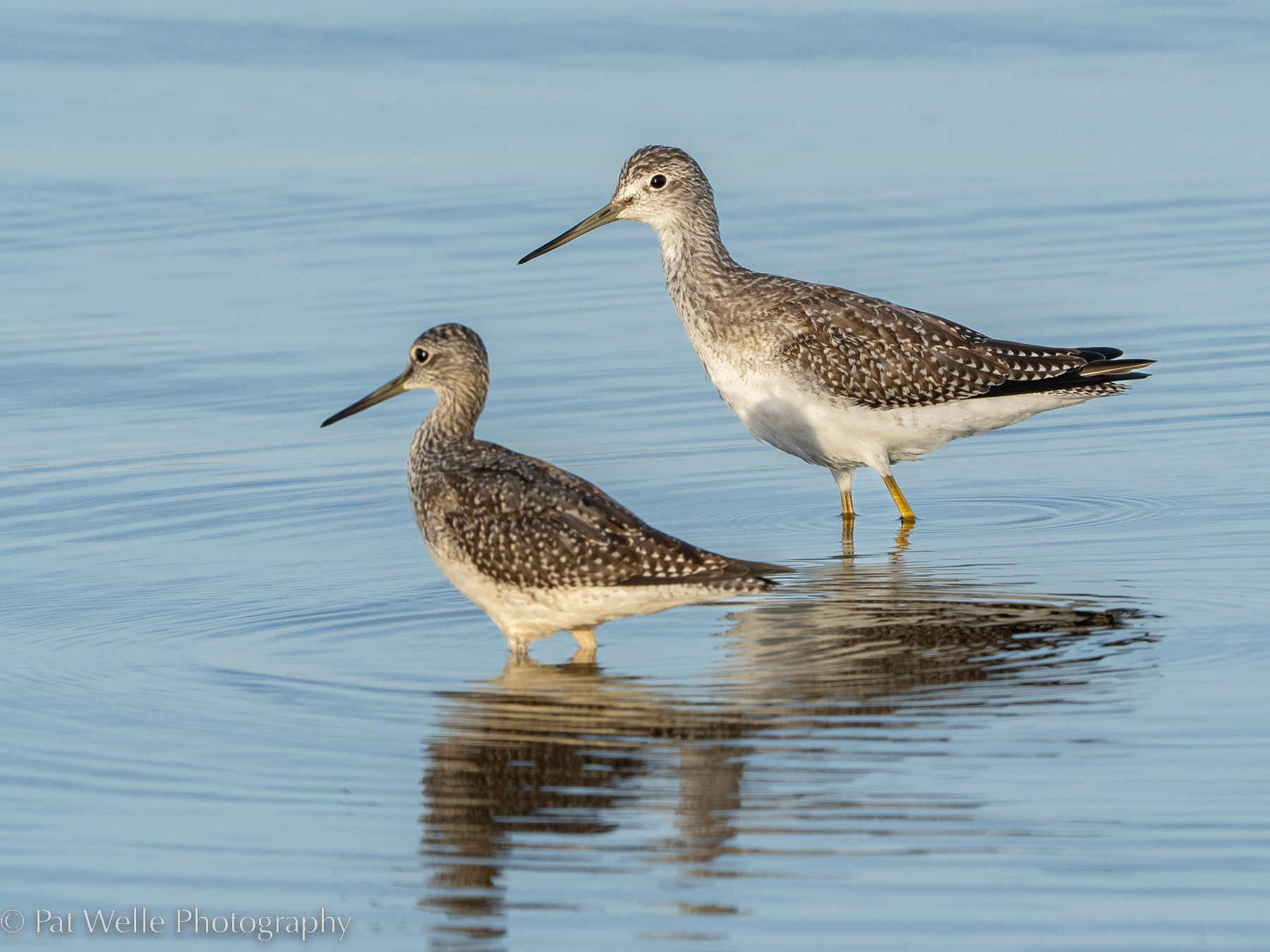 Greater Yellowlegs