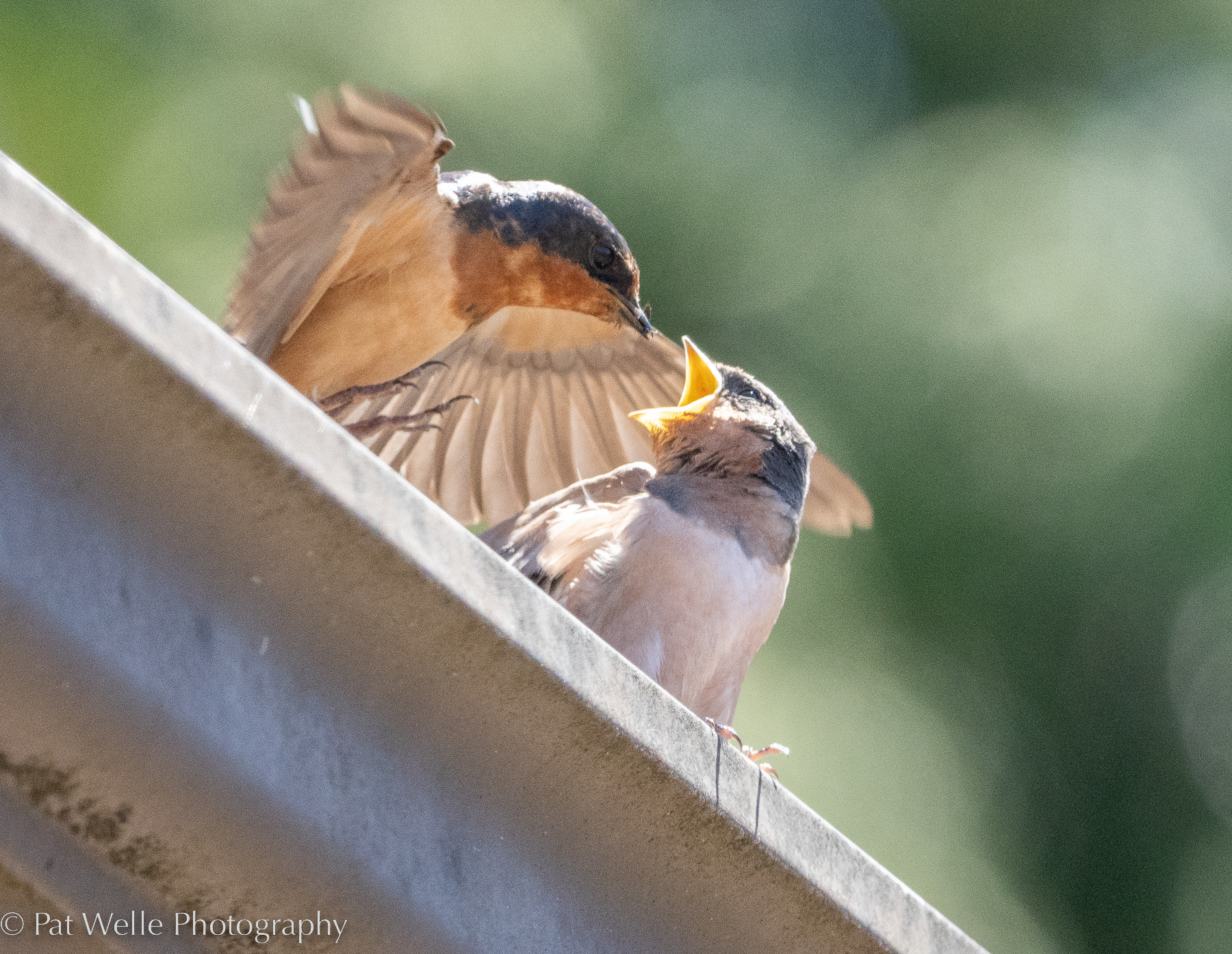 Barn Swallows