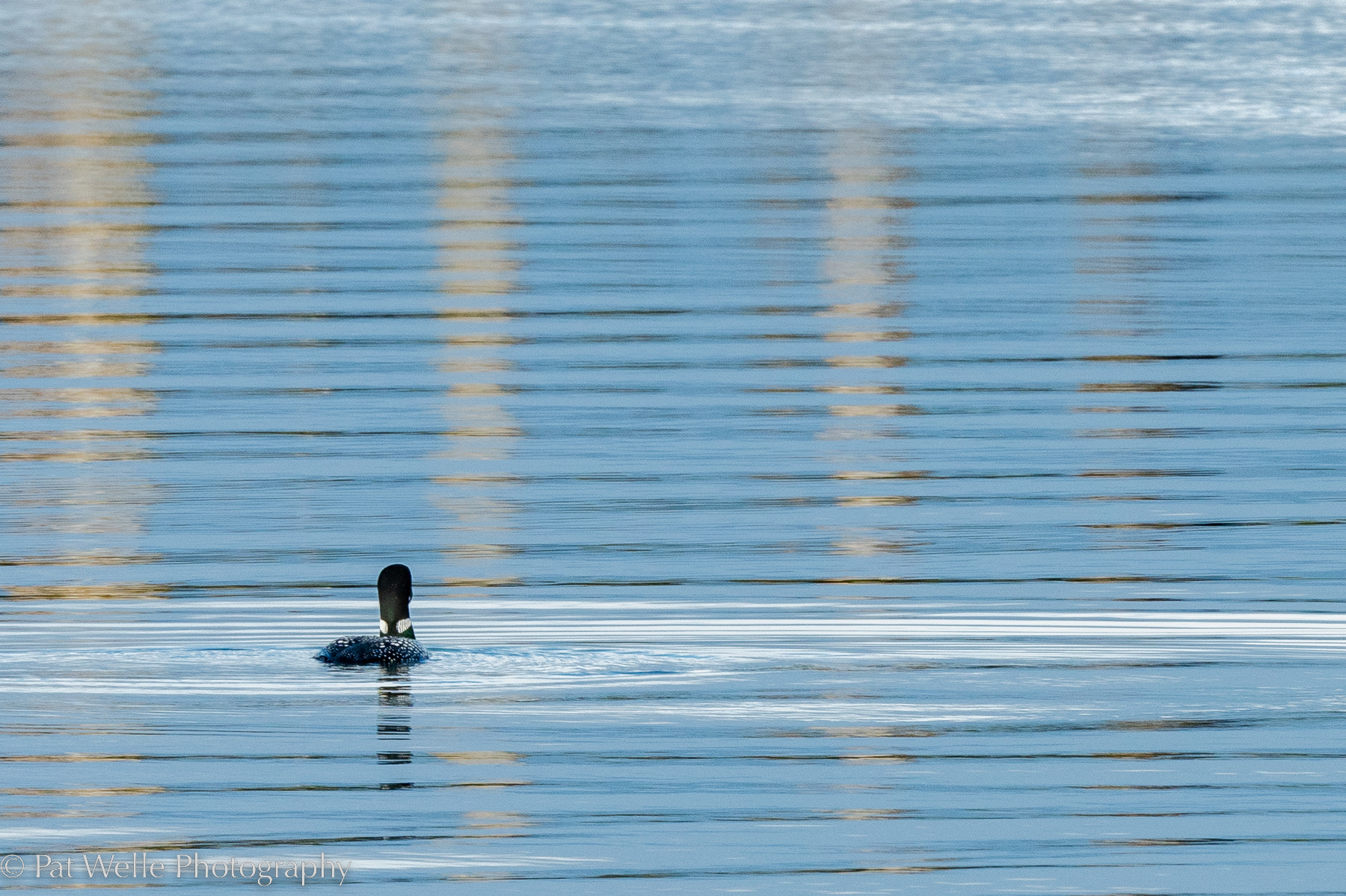 Common Loon