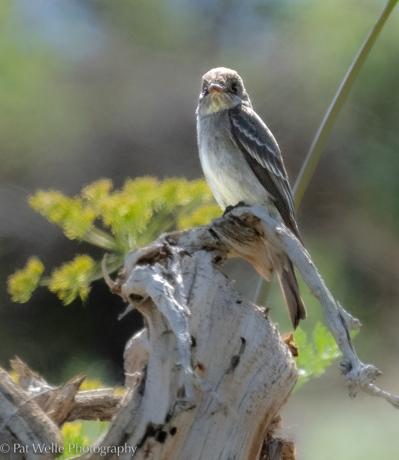 Western Wood Pewee