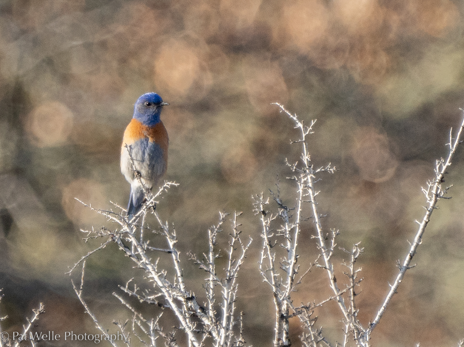 Mountain Bluebird