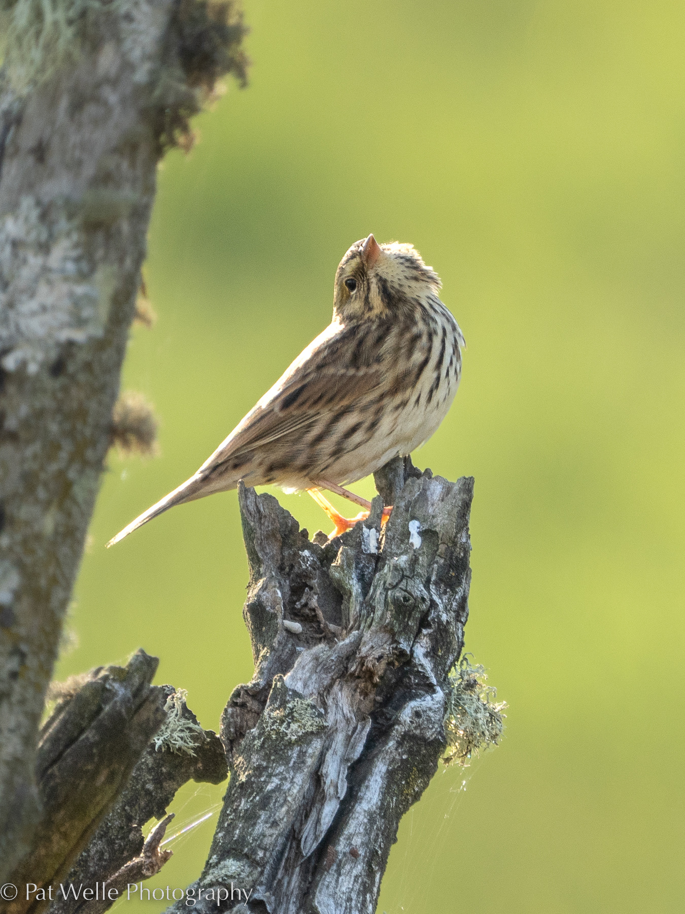 Savannah Sparrow