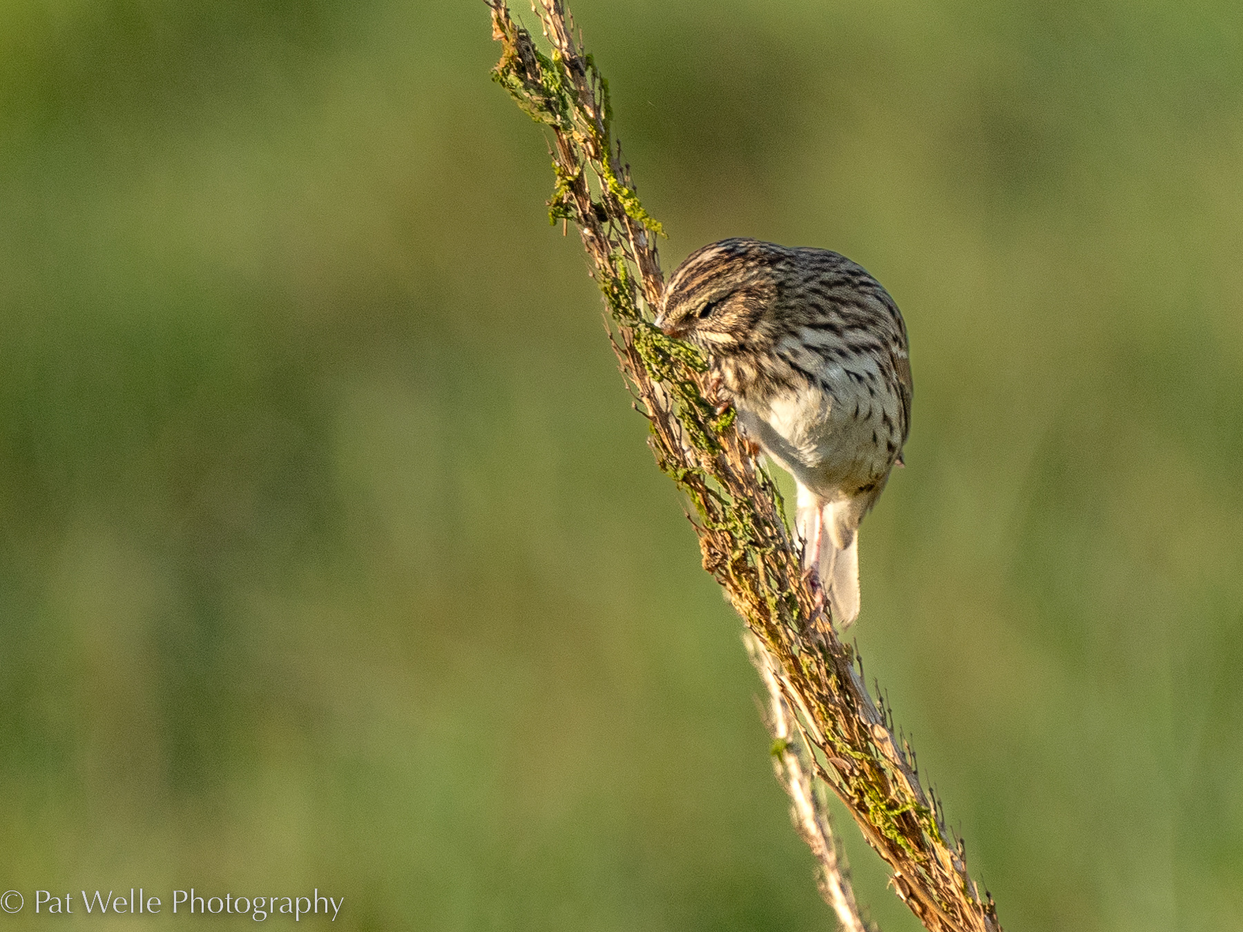 Savannah Sparrow