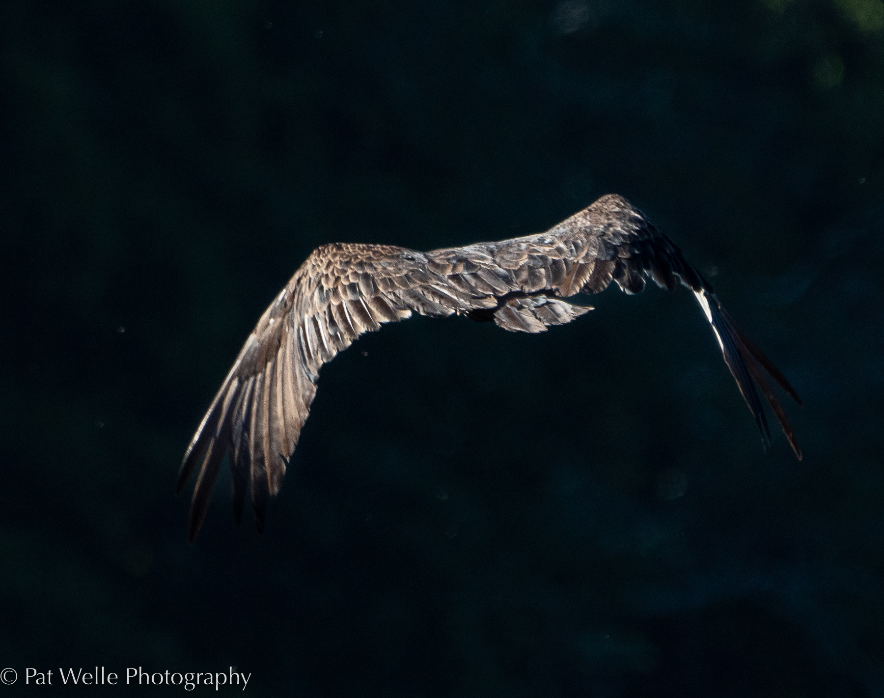 Turkey Vulture