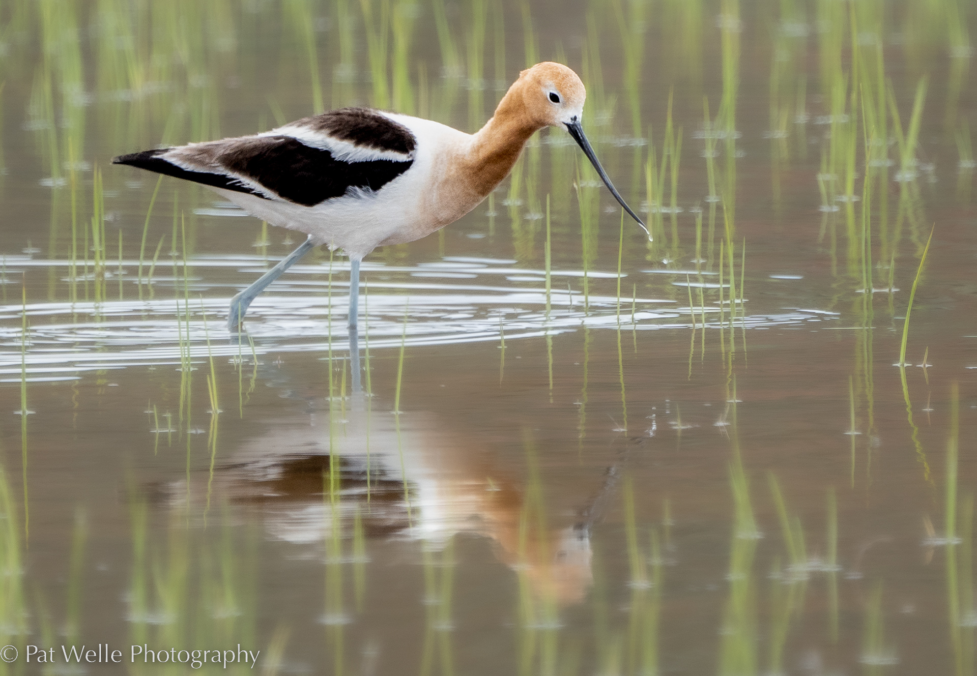 Avocet