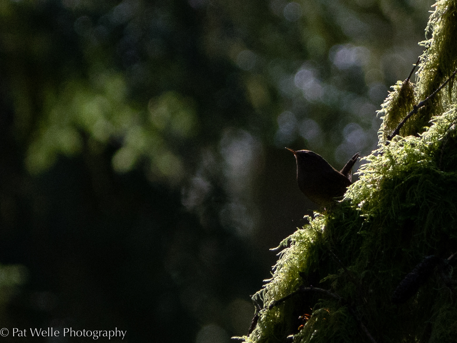 Pacific Wren