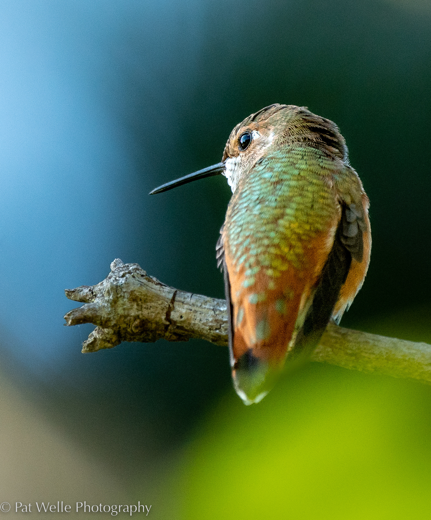 Rufus Hummingbird