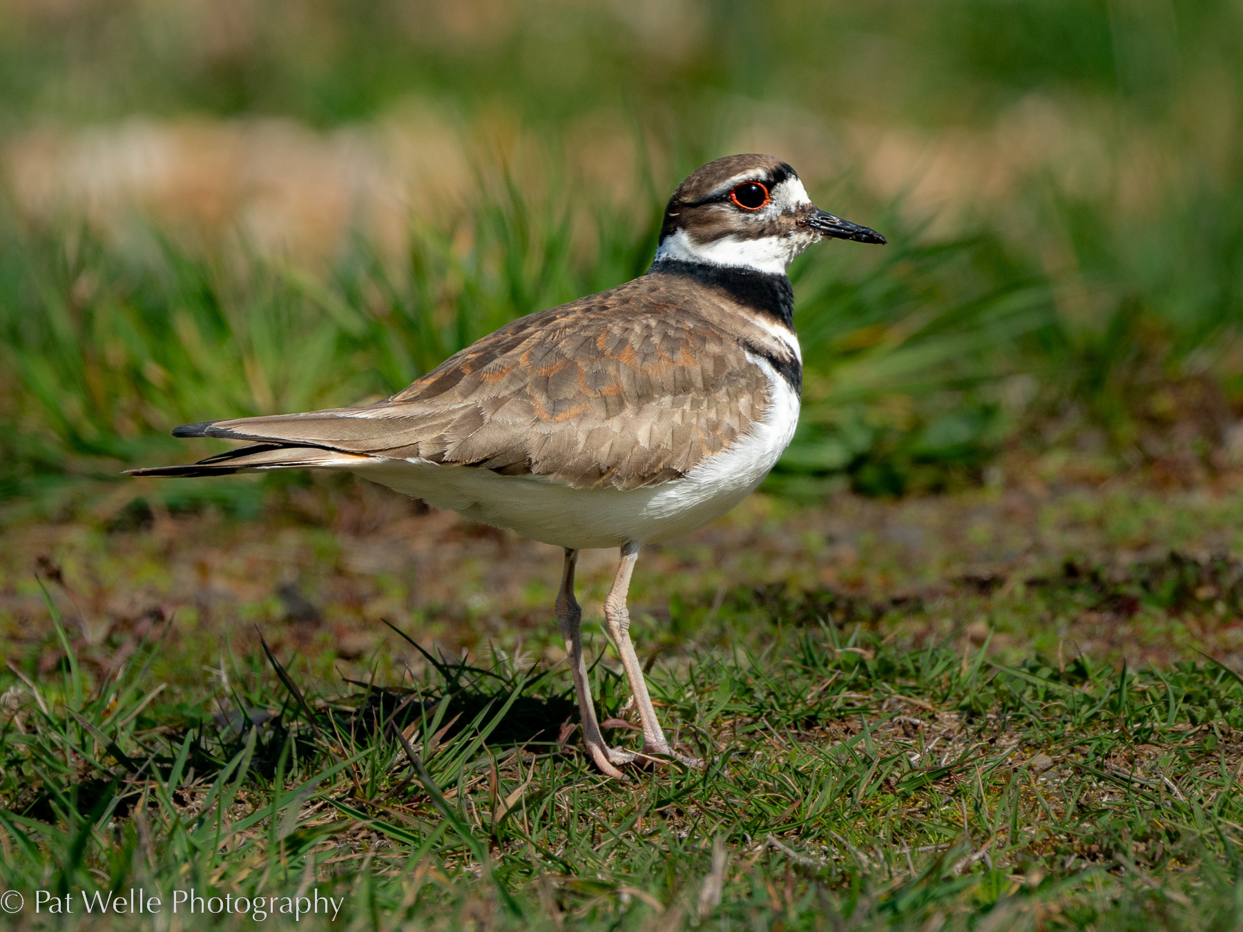 Killdeer