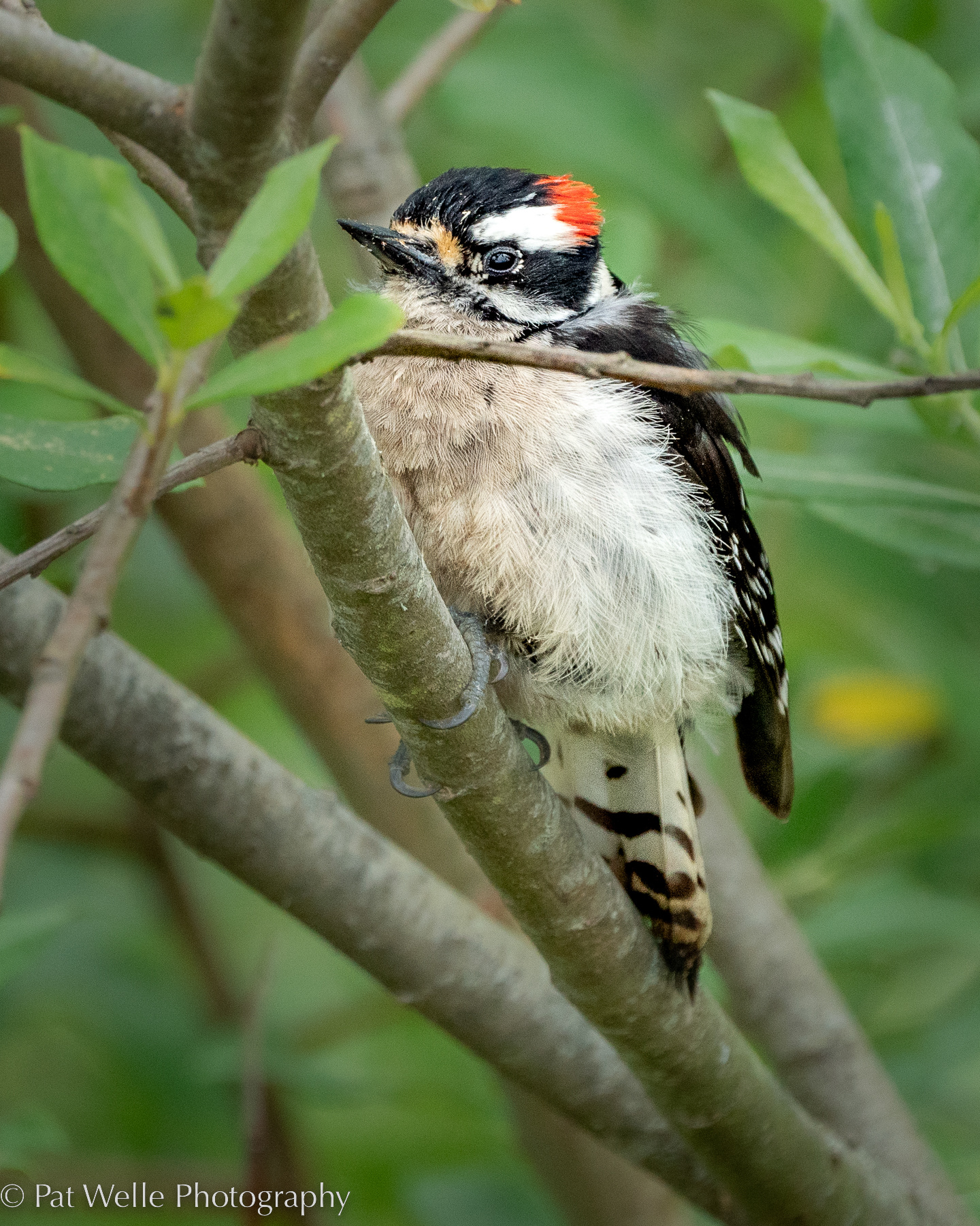 Hairy Woodpecker
