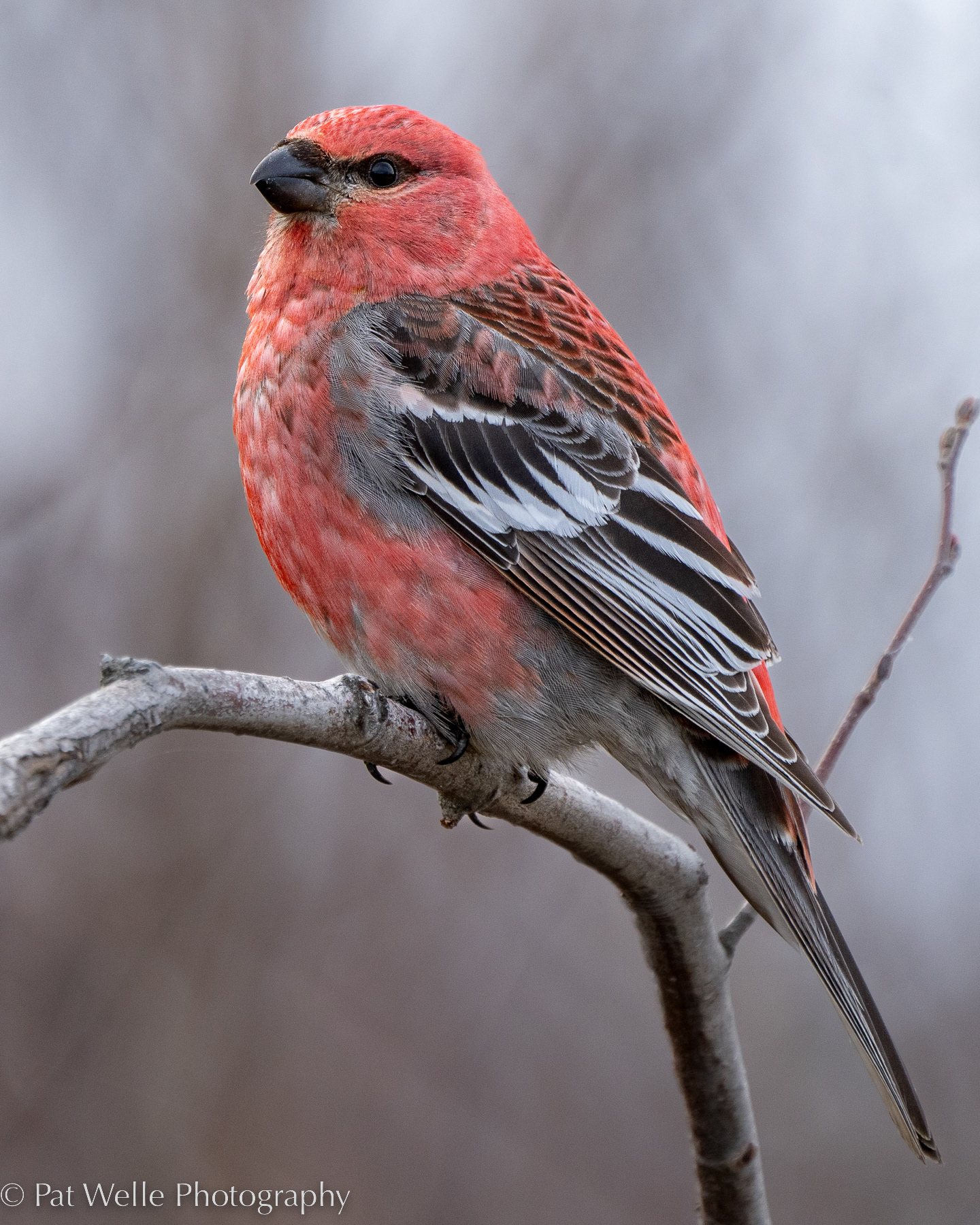 Pine Grosbeak