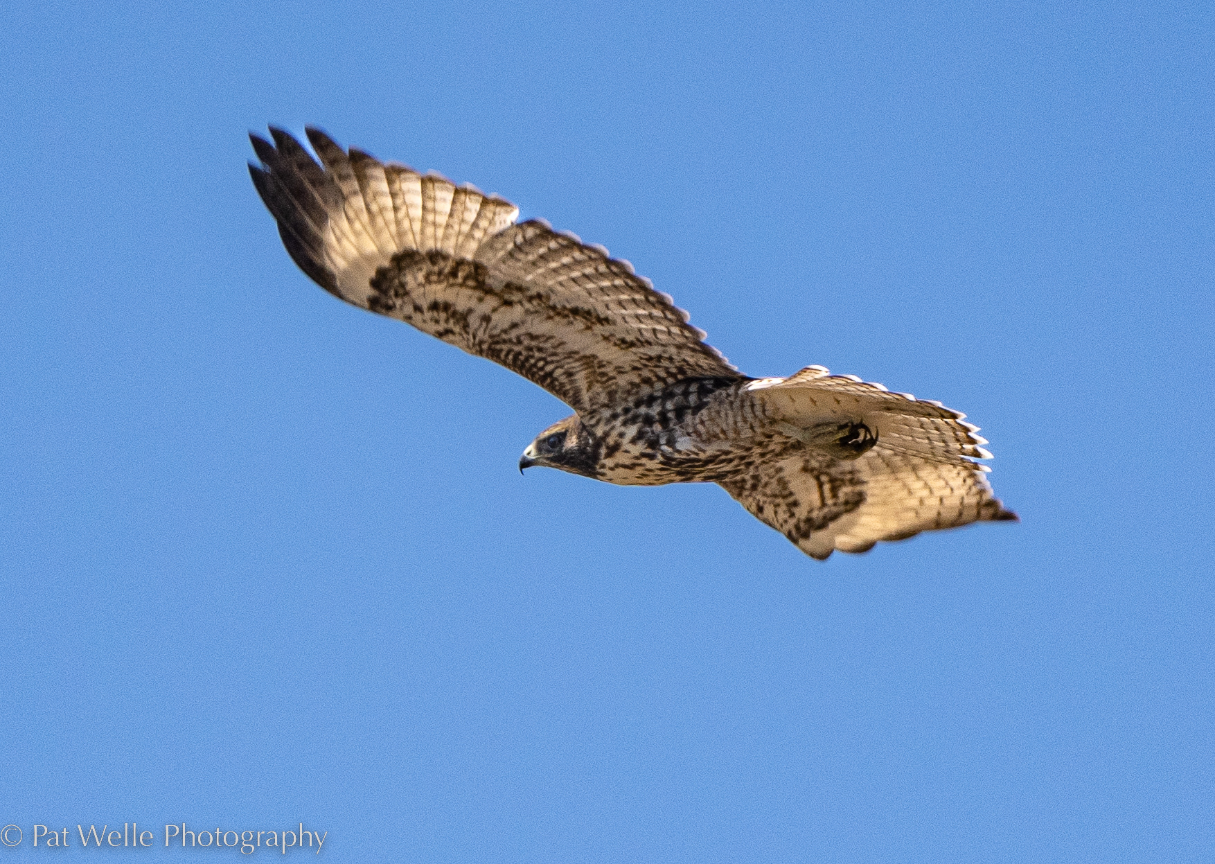 Red-tailed Hawk
