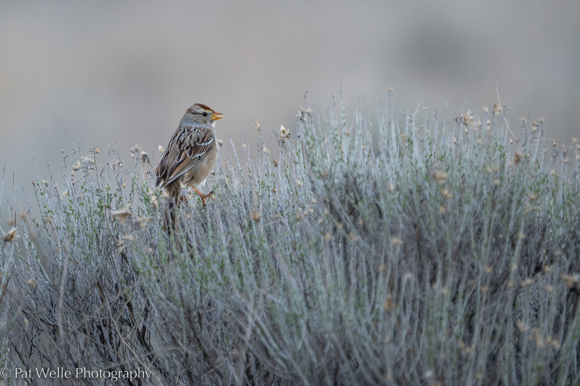 White-crowned Sparrow