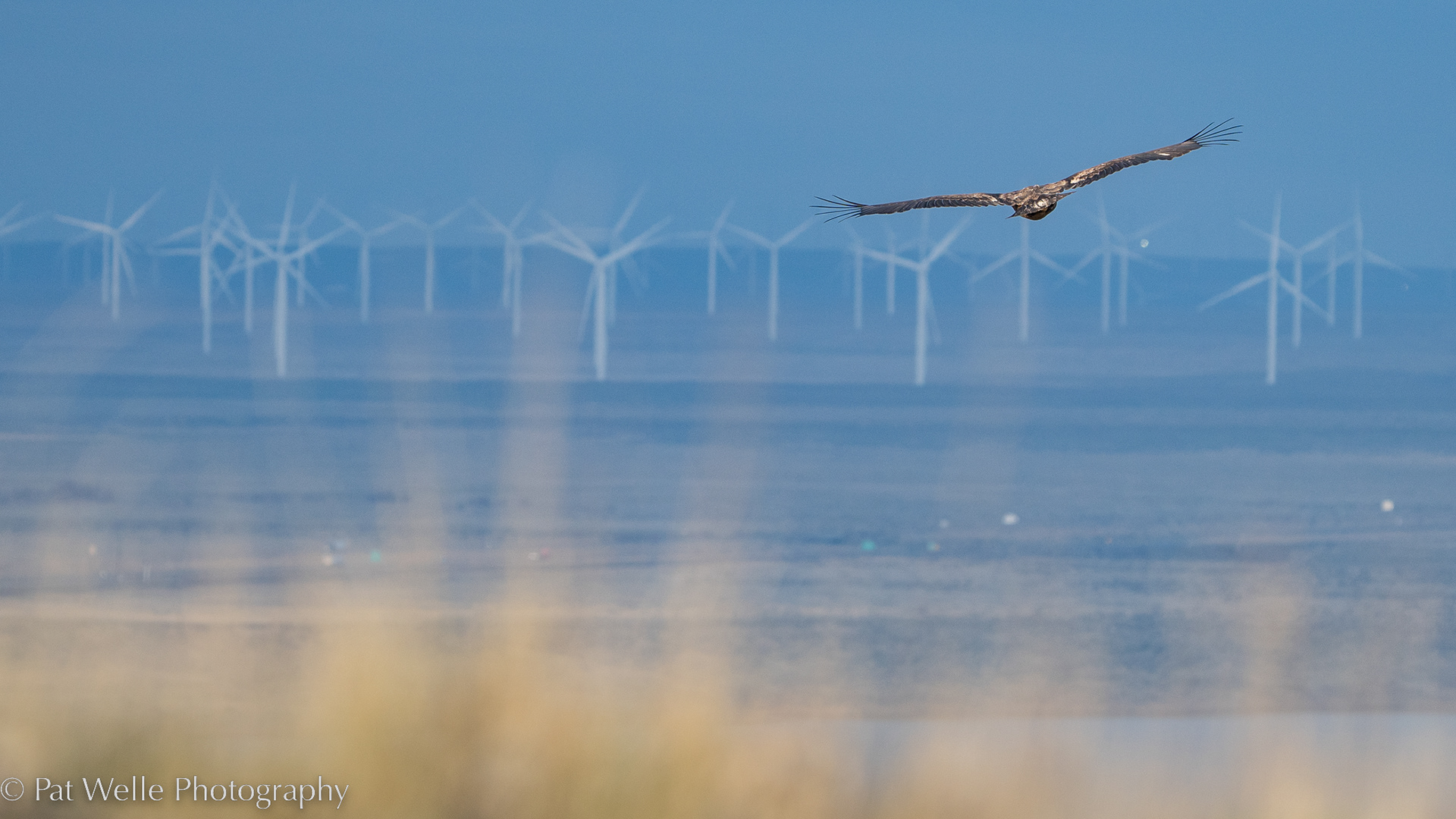 Golden Eagle