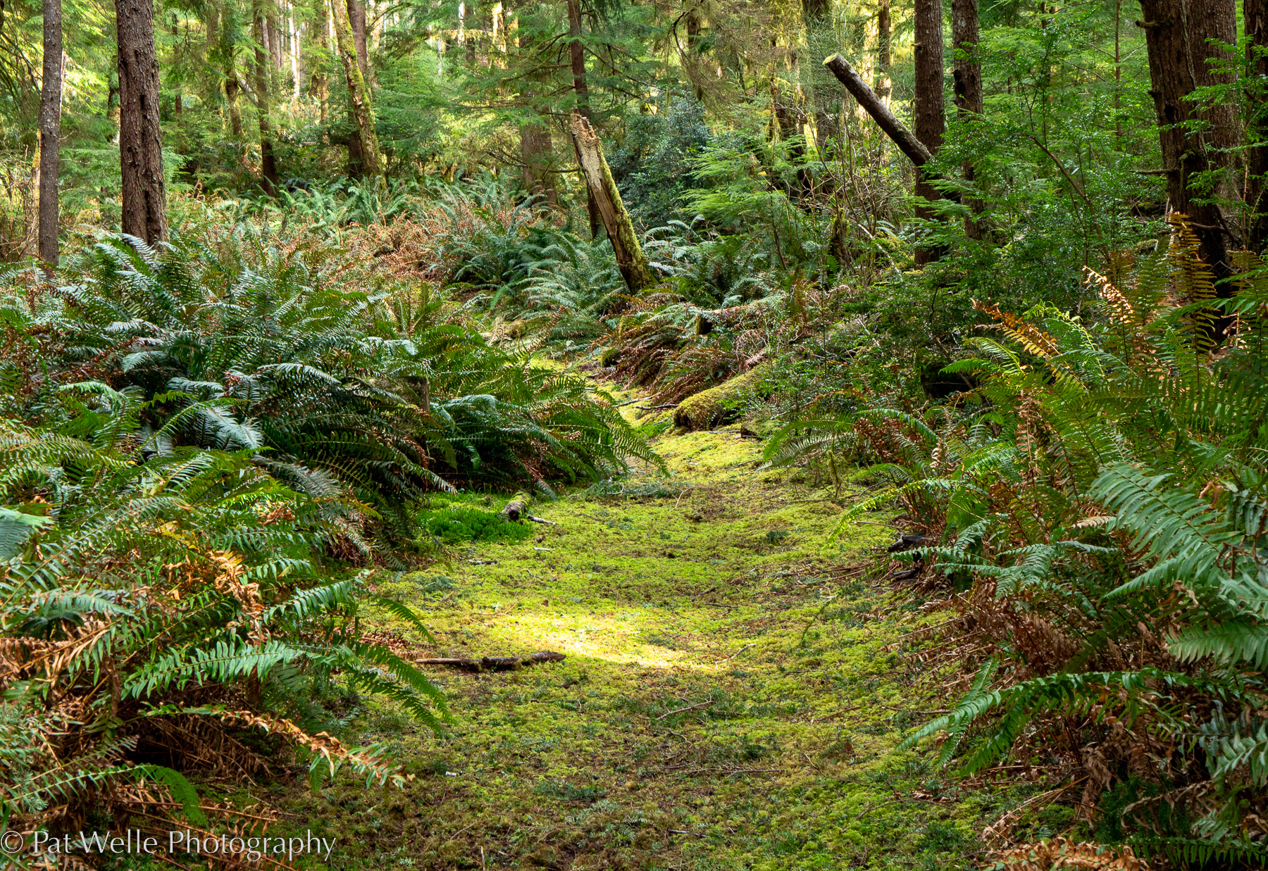 Trail on Long Island