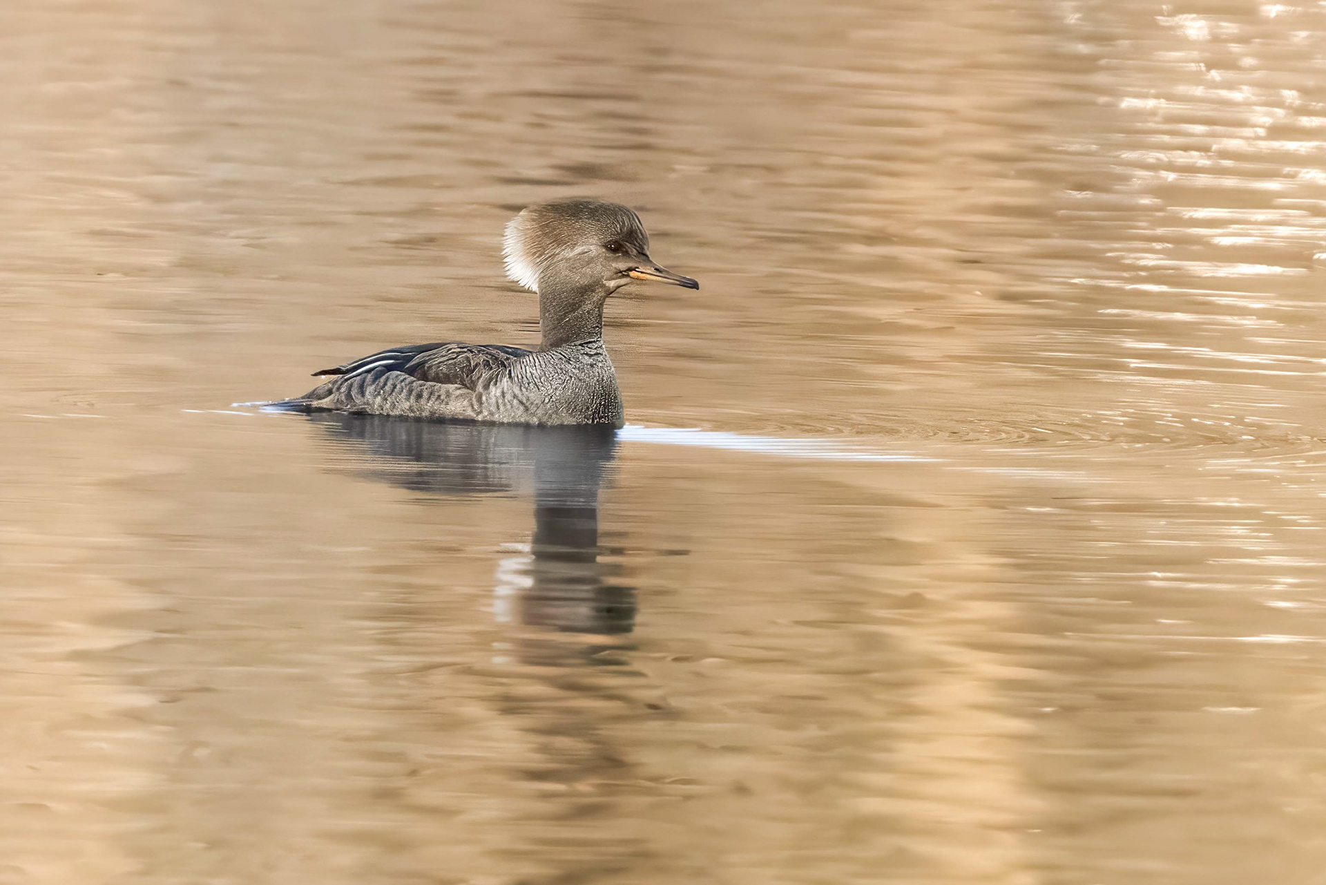 Hooded Merganser Female