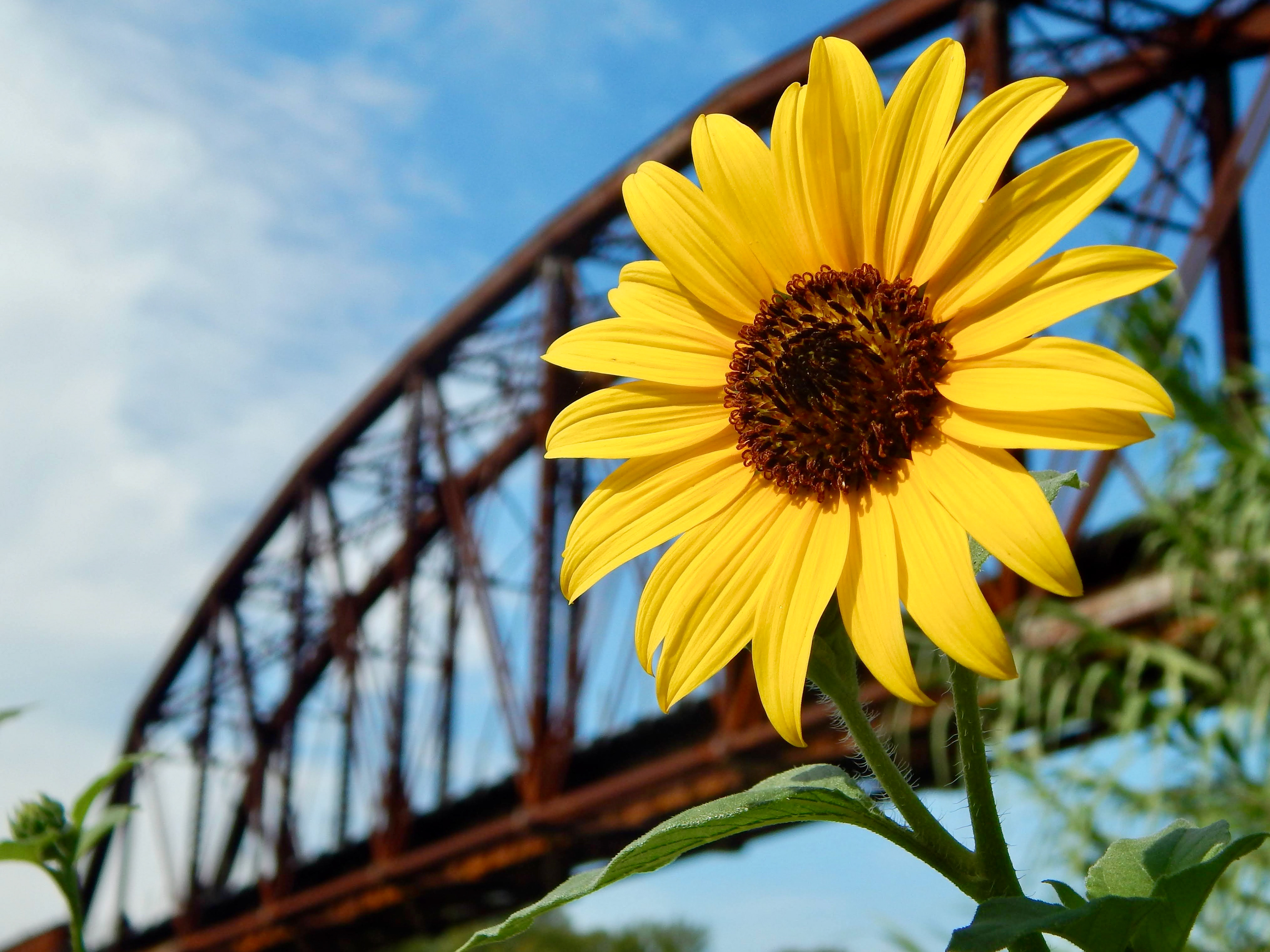 Rich, Zoe. Sunflower, 2020