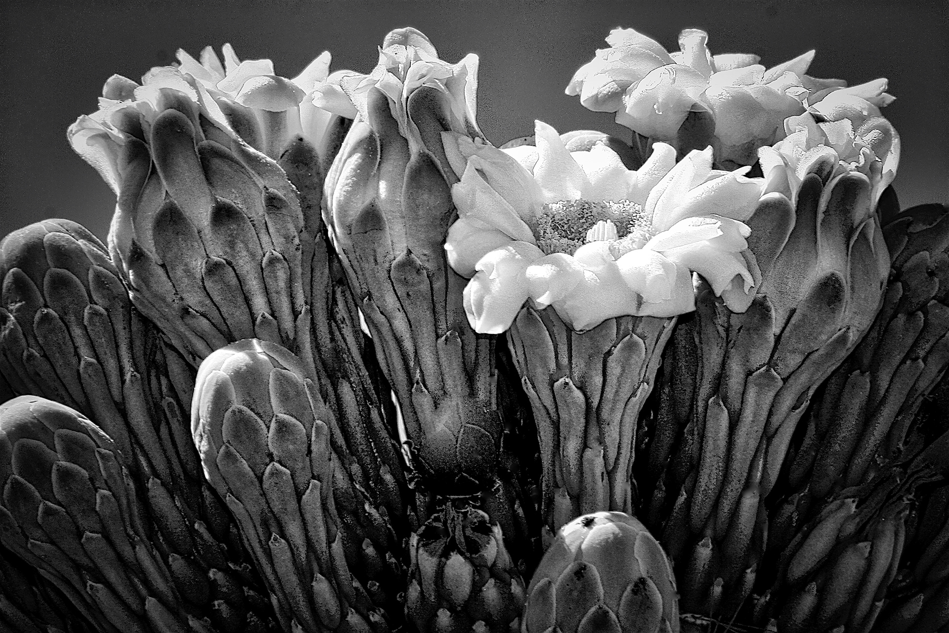PL1204_8646BA  ~  Saguaro In Bloom