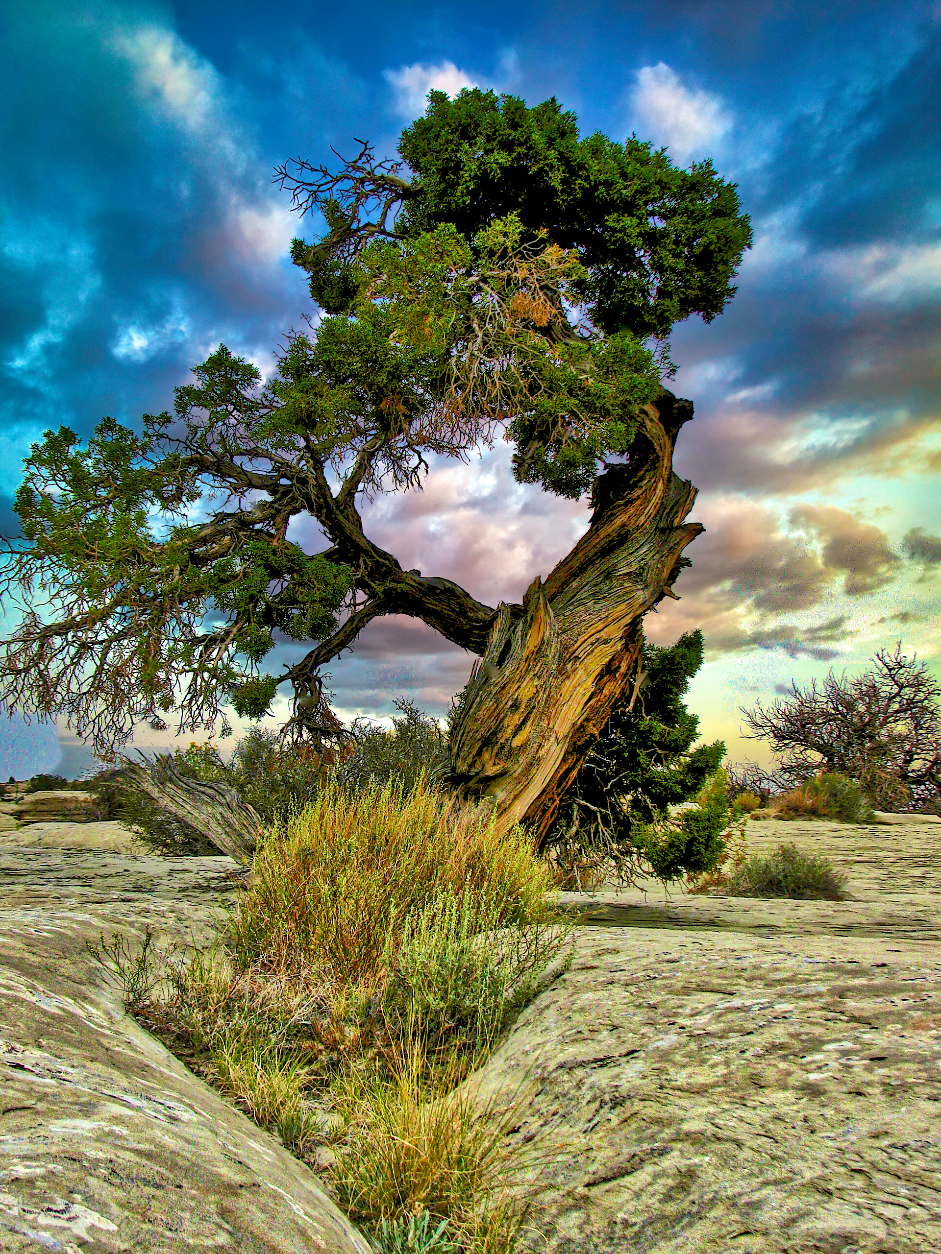 PL0909_1248AL  ~  Rough Life