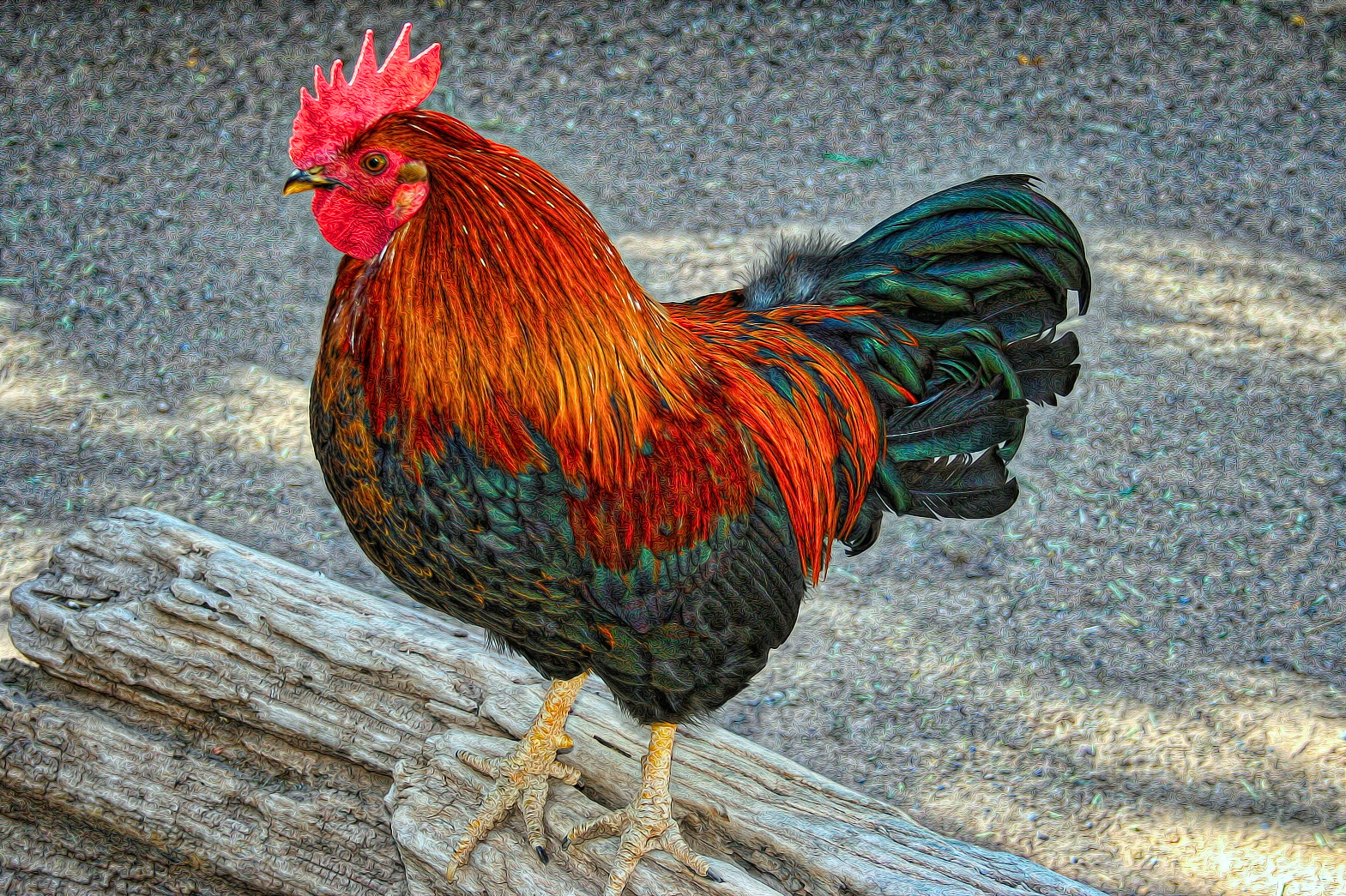 AN0711_0195AD  ~  Cock of the Walk