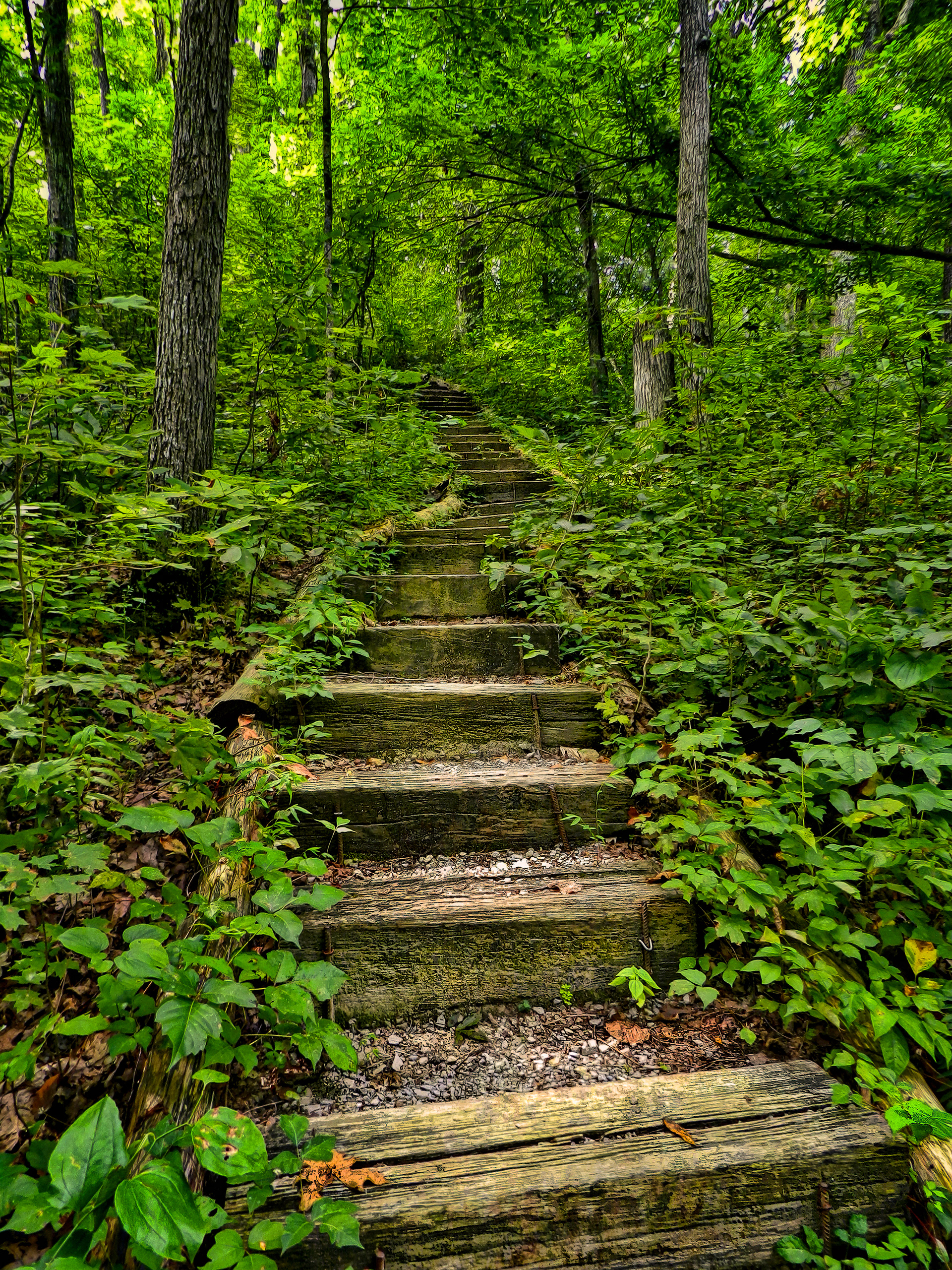 PW1108_0327AG  ~  Forest Stairway