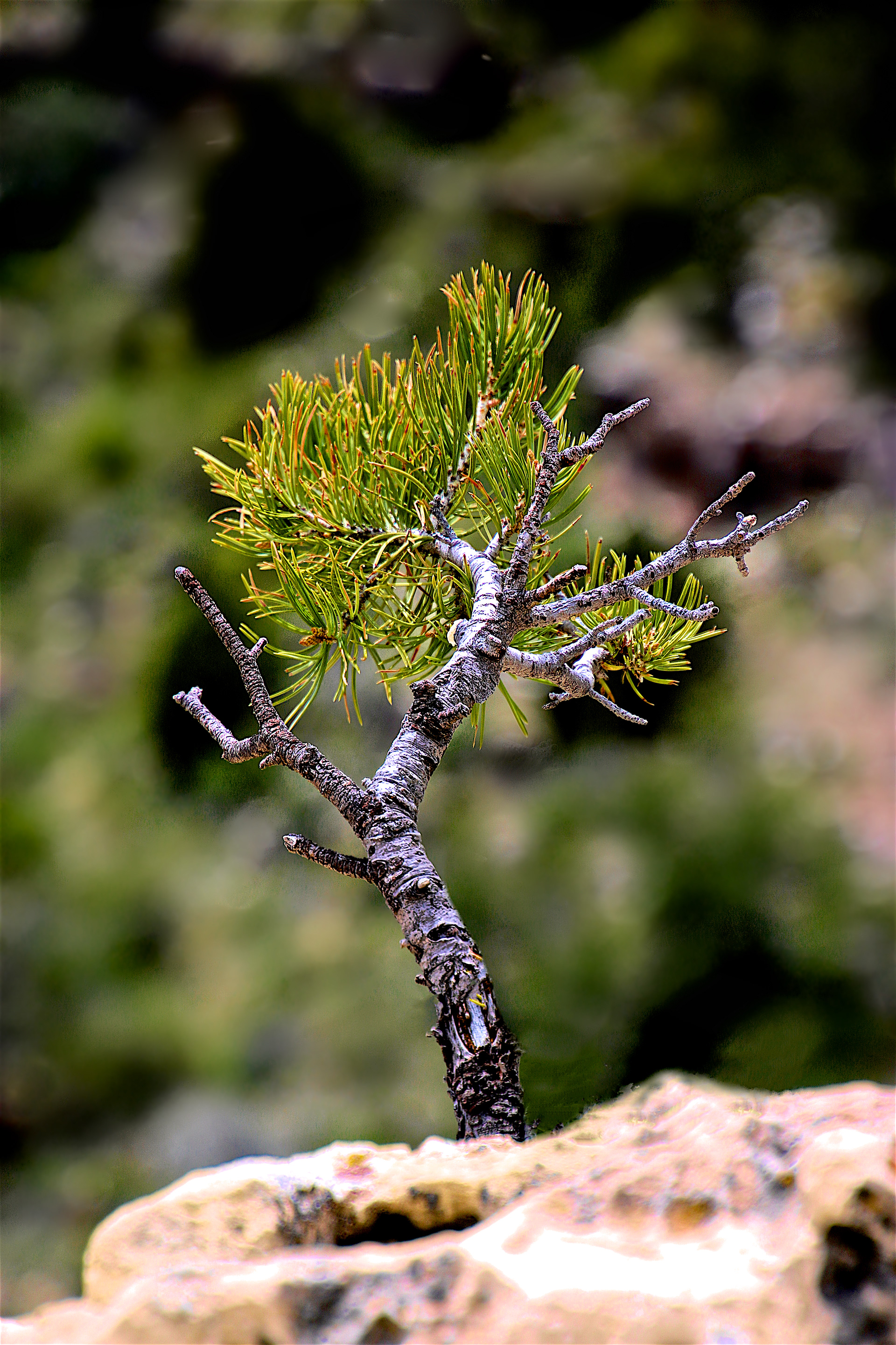 PL1905_2720AD  ~  Tiny Giant