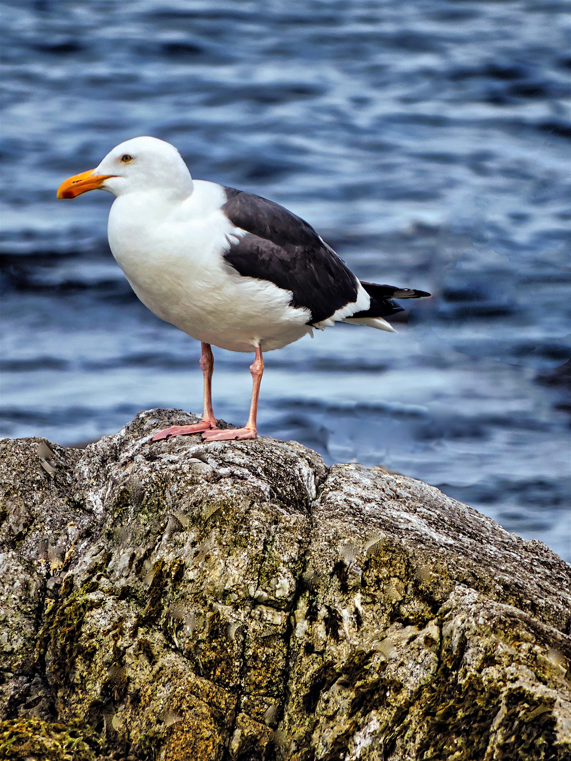 AN1605_1481AG  ~  Gull
