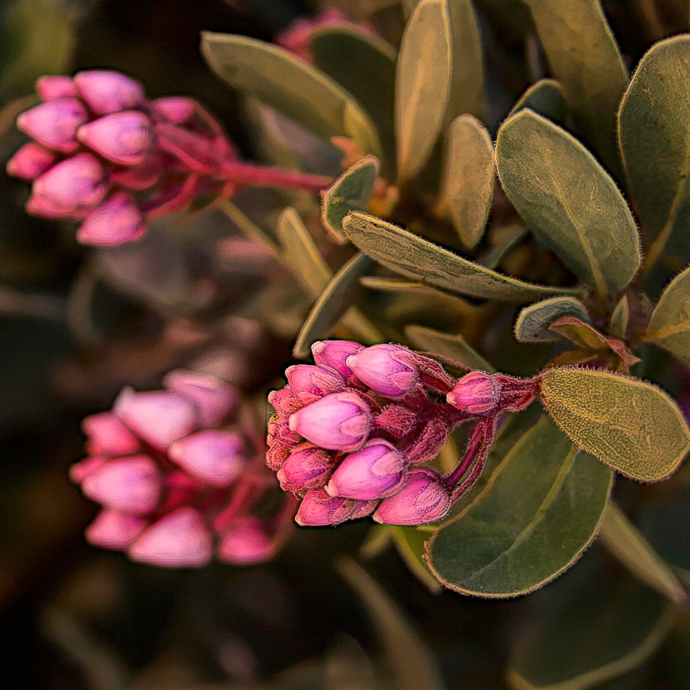 PL0805_1021AE  ~  Spring Buds