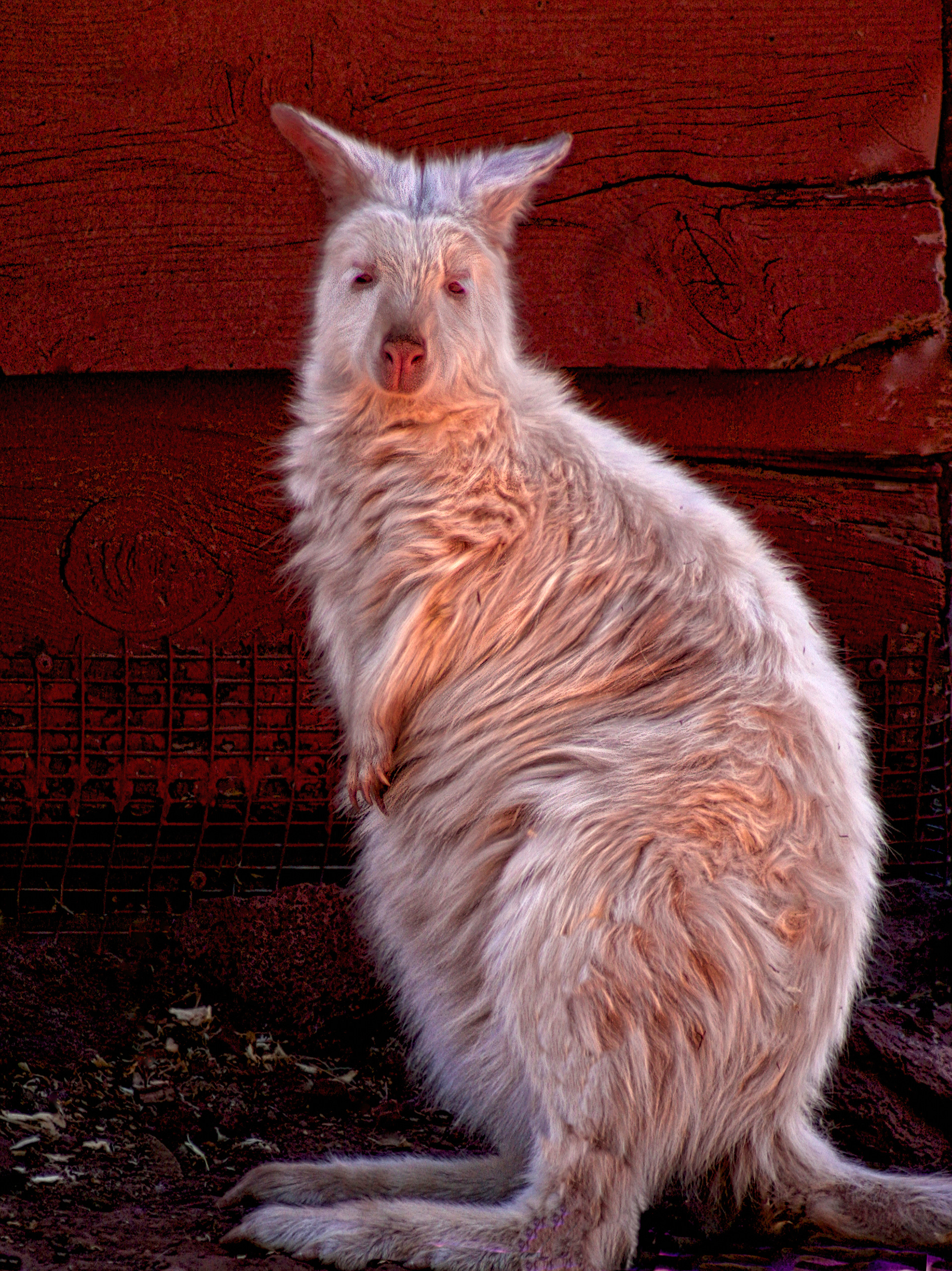 AN1403_4811AJ  ~  Albino Wallaby