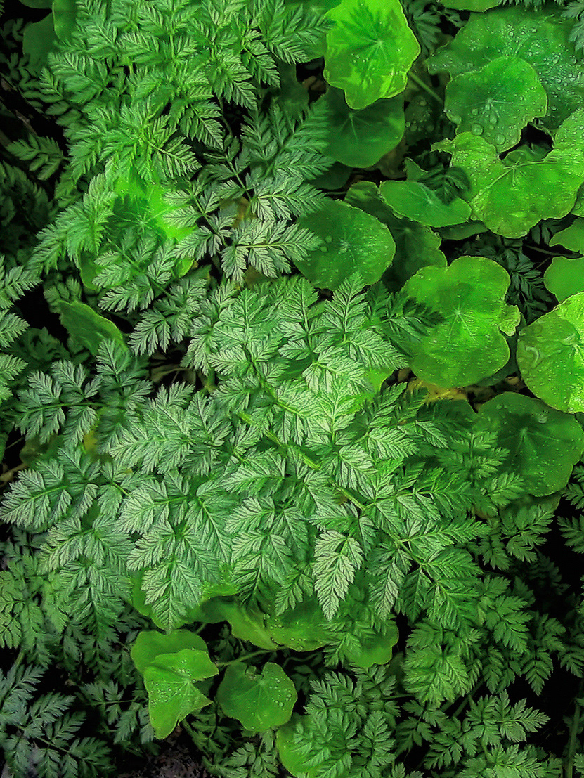 PL0501_0814AL  ~  Greenery