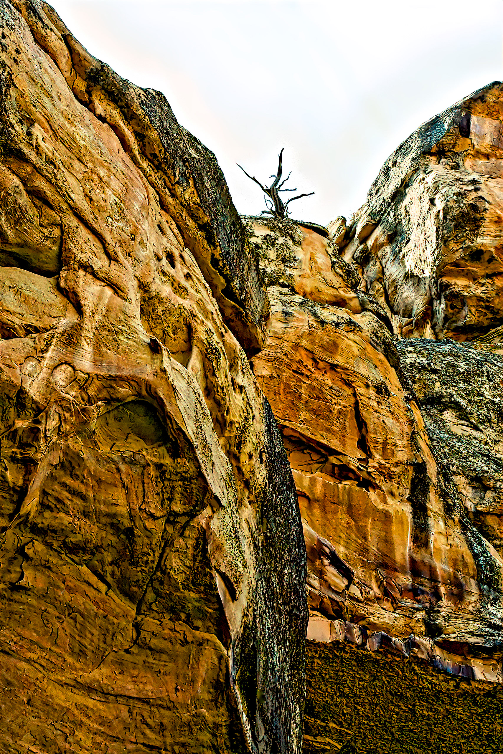 LS0909_2056AE  ~  Canyon Guardian