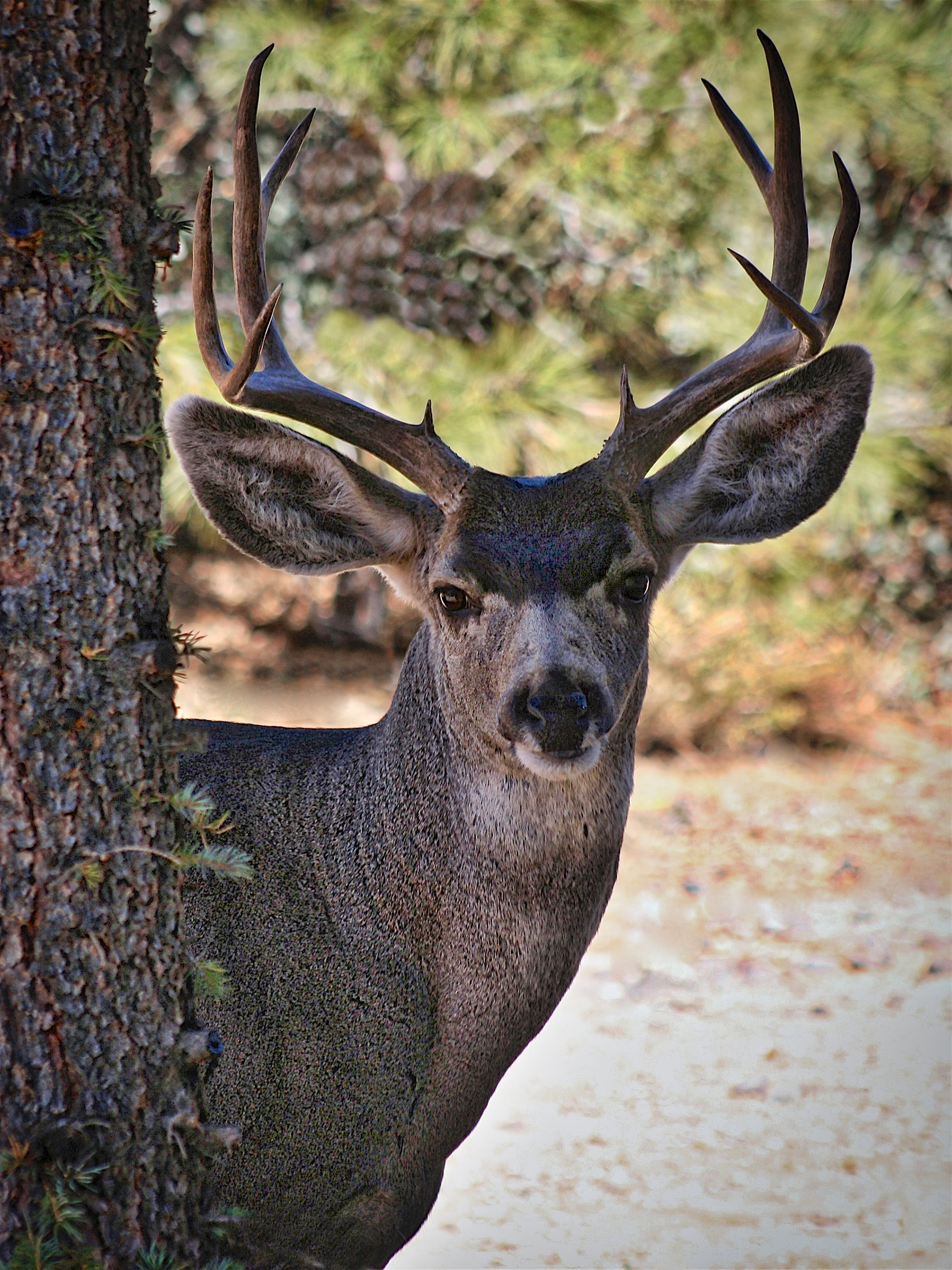 AN0910_4671AB  ~  Mountain Stag