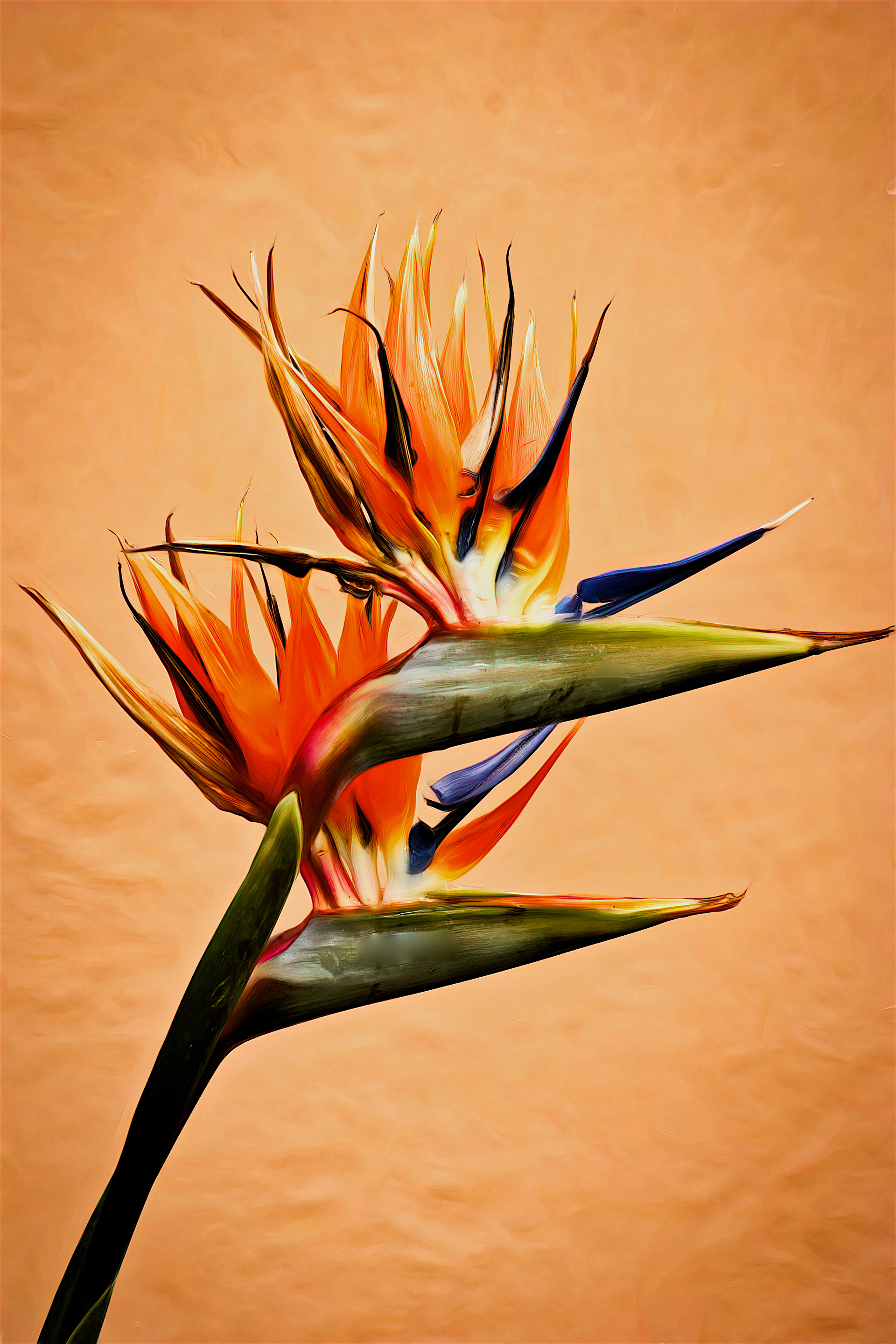 PL1305_1211AJ  ~  Bird of Paradise III